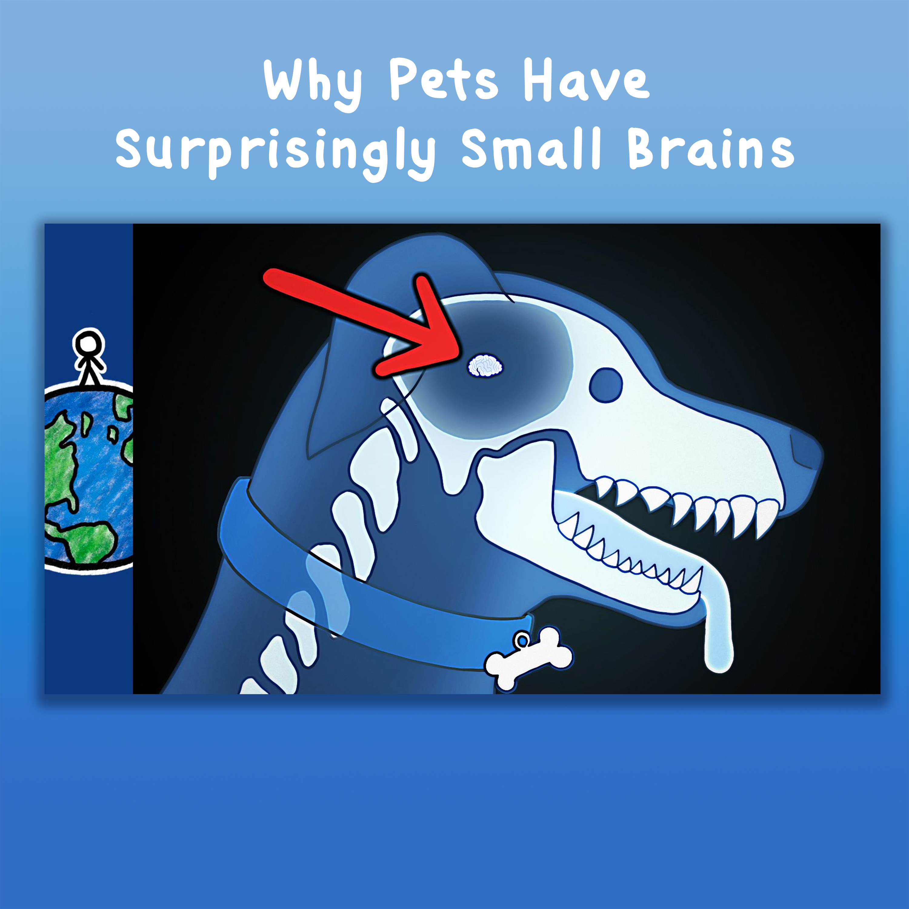 Why Pets Have Surprisingly Small Brains