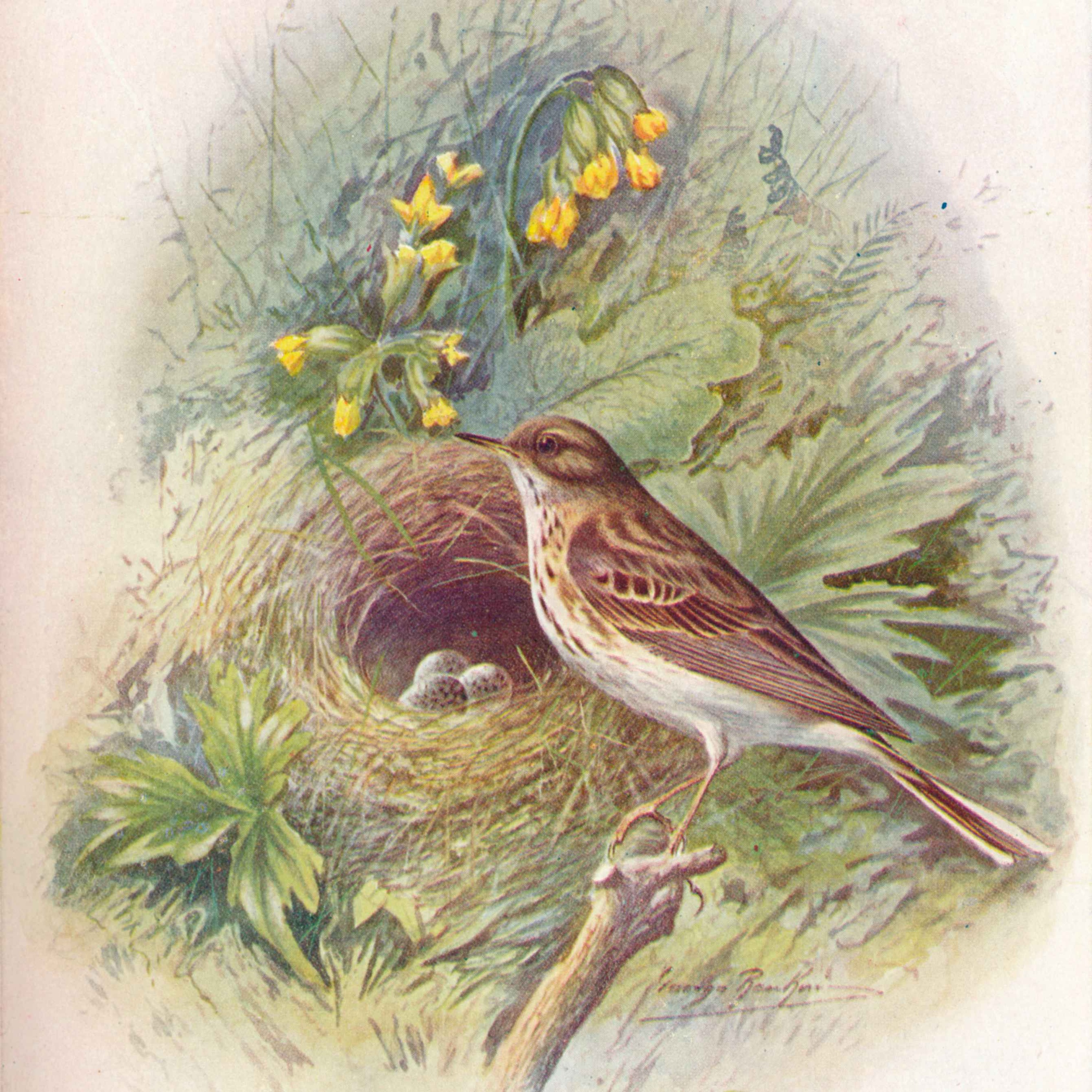 Sound Escape 67:  a tree pipit singing exultantly in Wentwood Forest