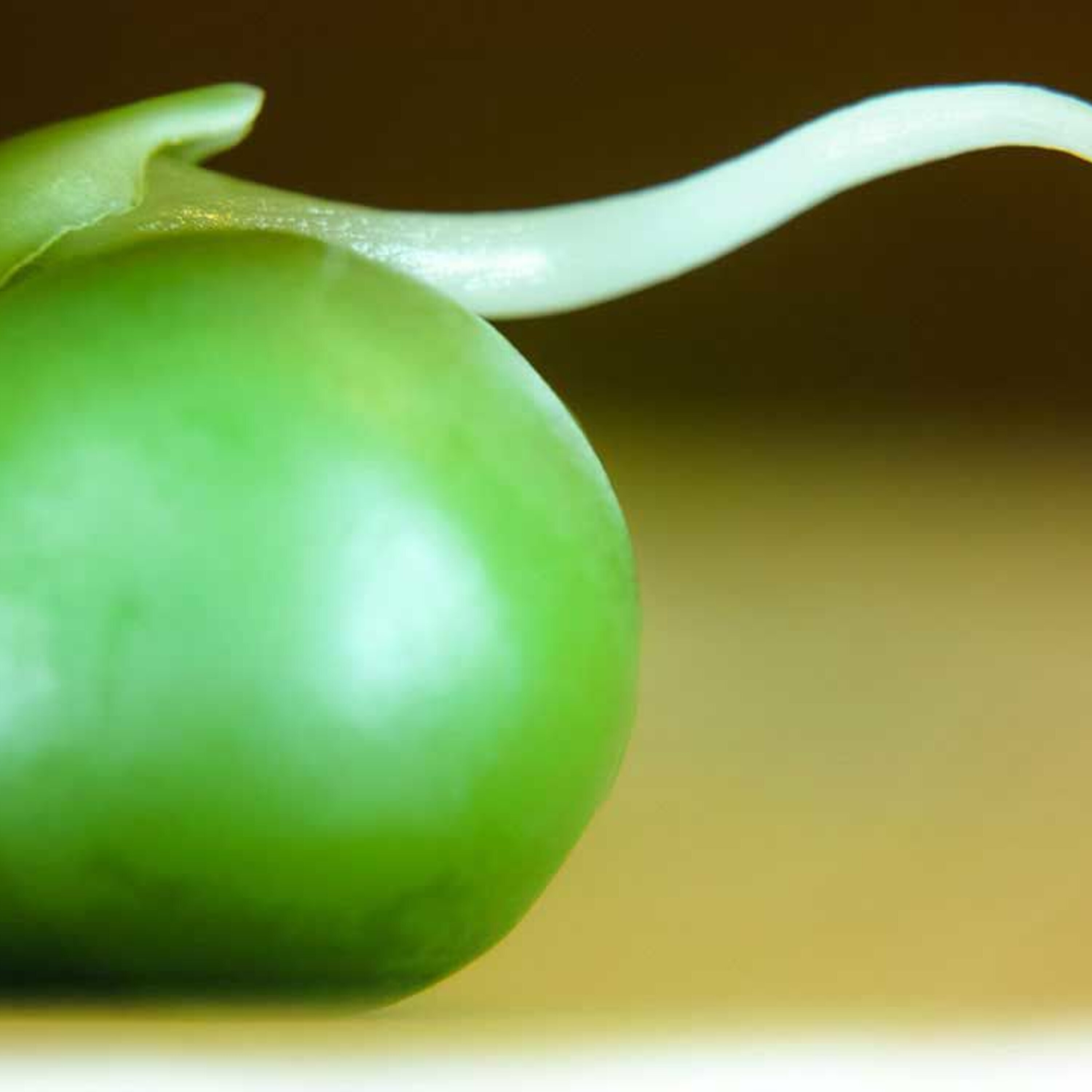 Podcast: Ending AIDS in South Africa, what makes plants gamble, and genes that turn on after death