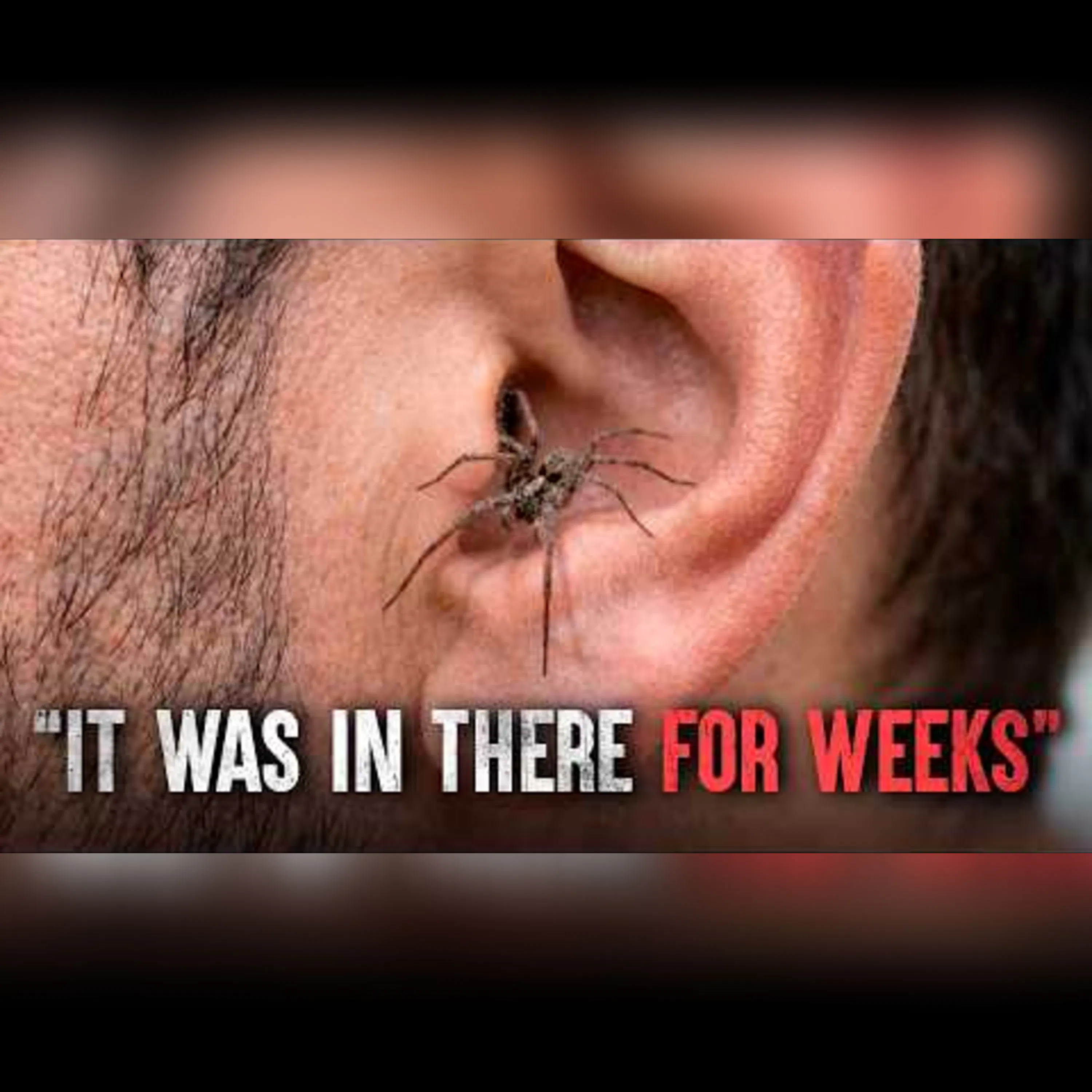 Surviving Terrifying Spider Encounters episode artwork