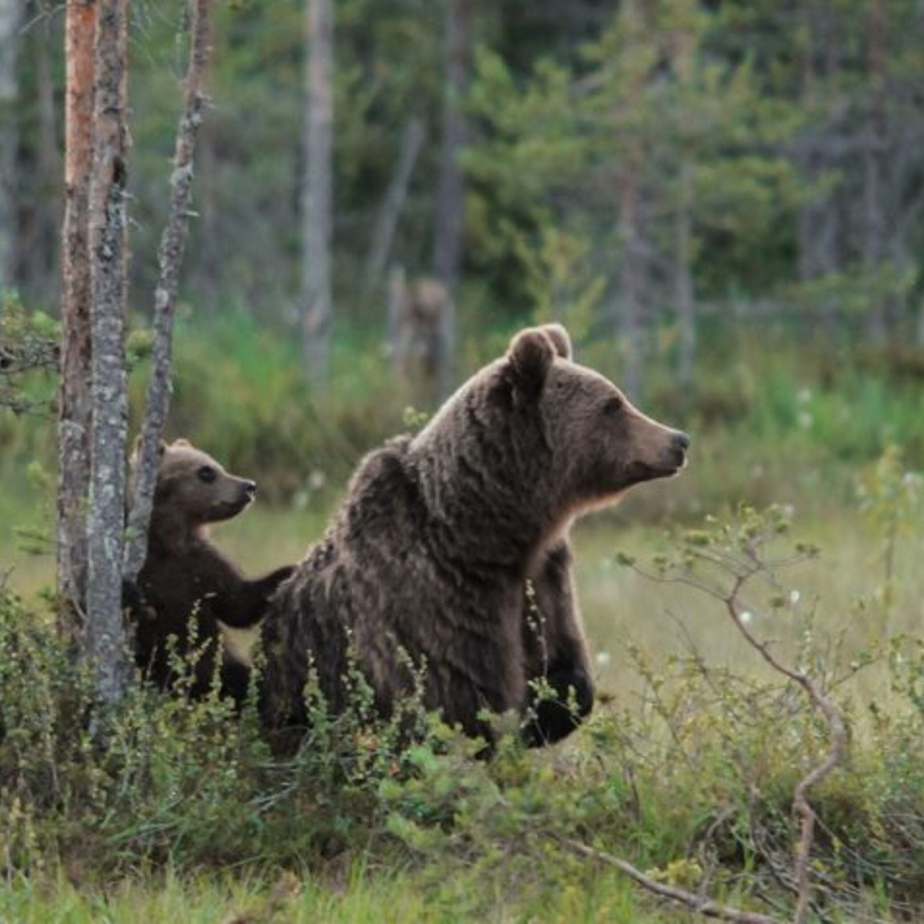 Podcast: A farewell to <i>Science</i>’s editor-in-chief, how mosquito spit makes us sick, and bears that use human shields