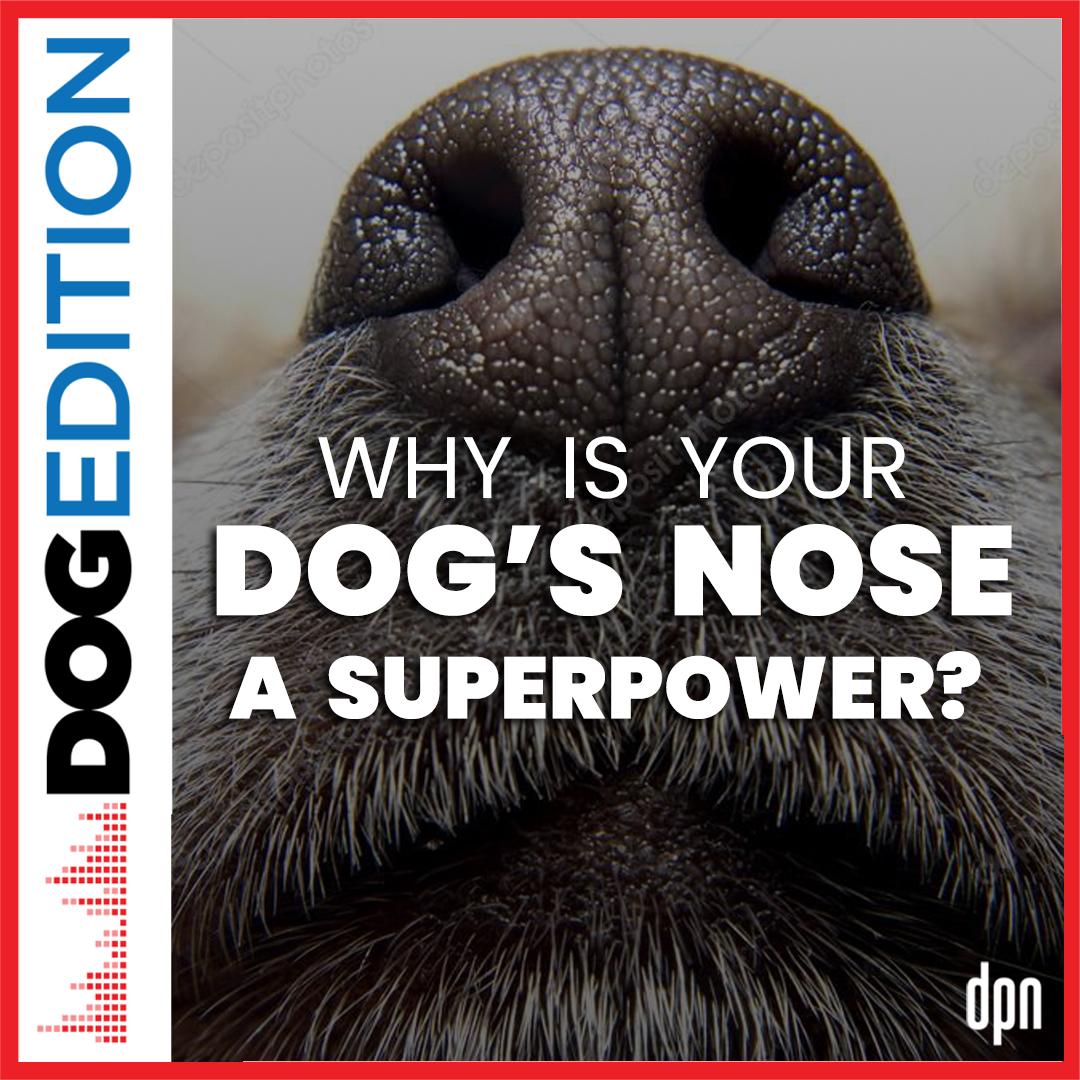 Why is your dog’s nose a superpower? | Dog Edition #42