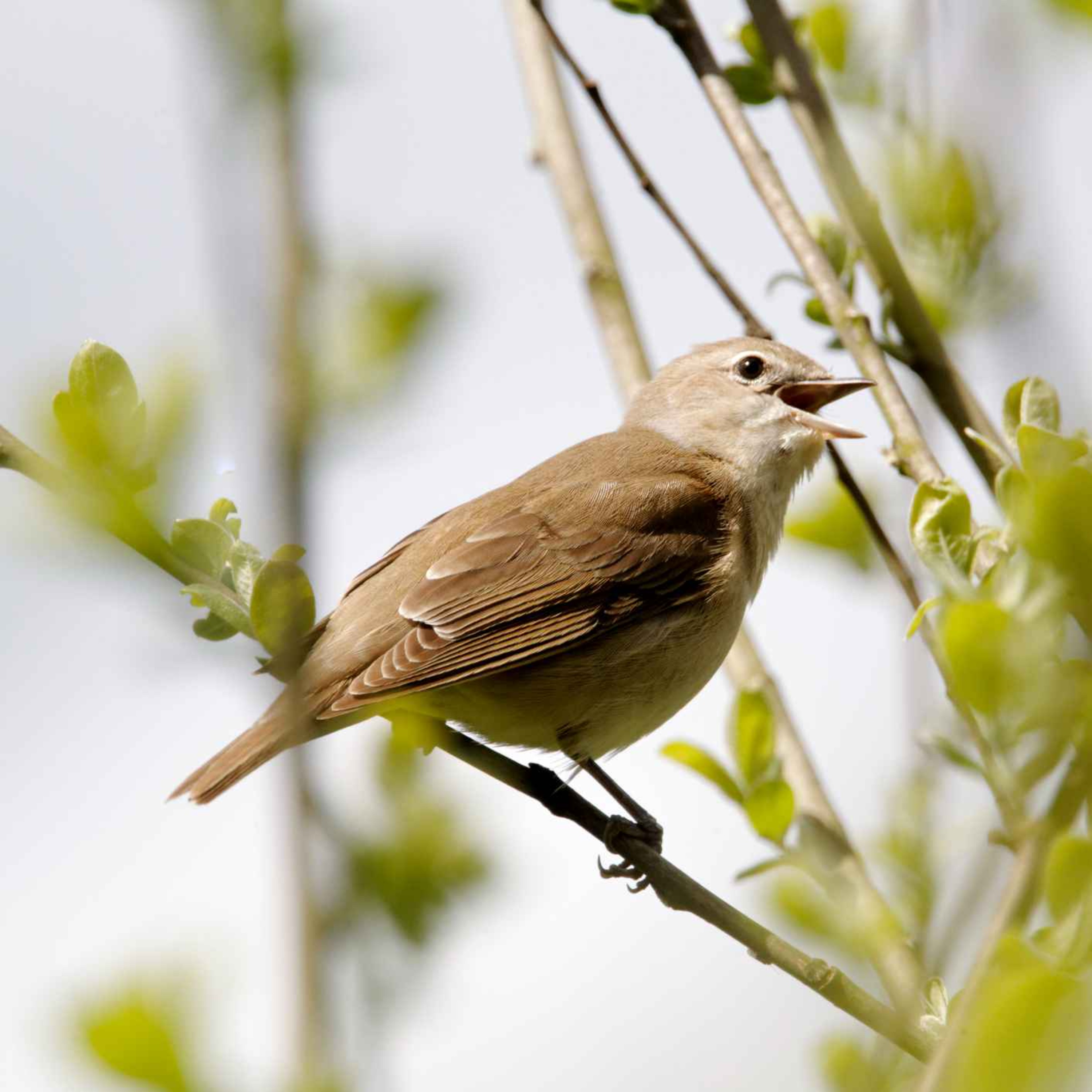 Sound escape 65: be enchanted by the little-known song of the garden warbler