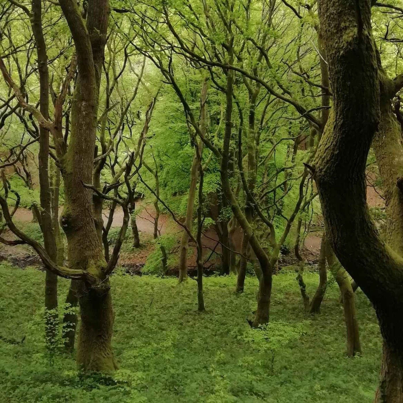 Sound Escape 64: the spine-tingling songs of wood warblers