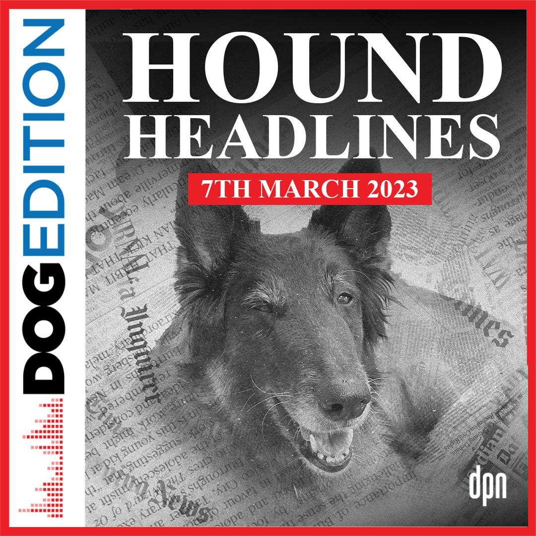 Hound Headlines 3/7/23 | Dog Edition #86 Hound Headlines 3/7/23 | Dog Edition #86