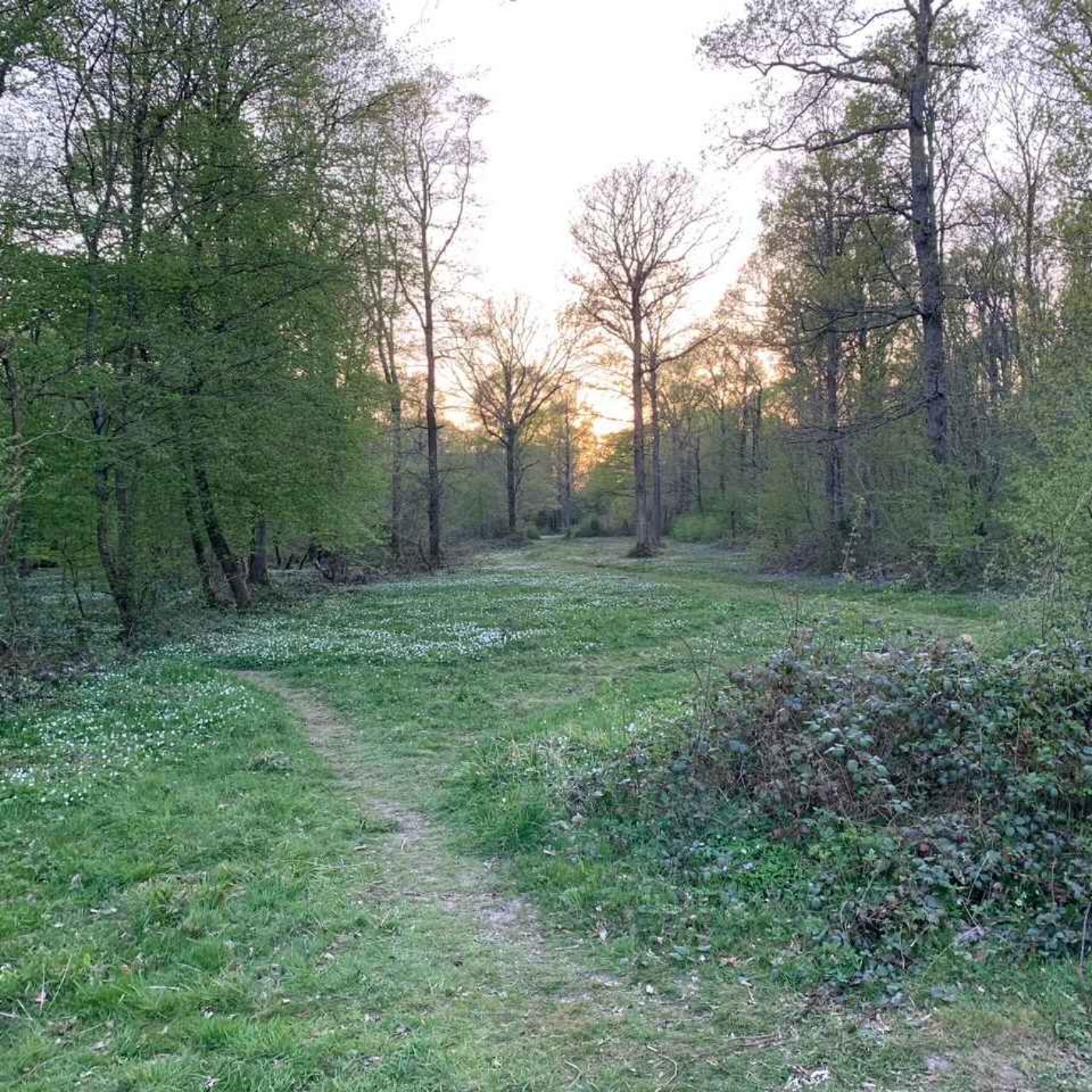 147. A sensational evening among nightingales in a Sussex woodland - with singer Sam Lee