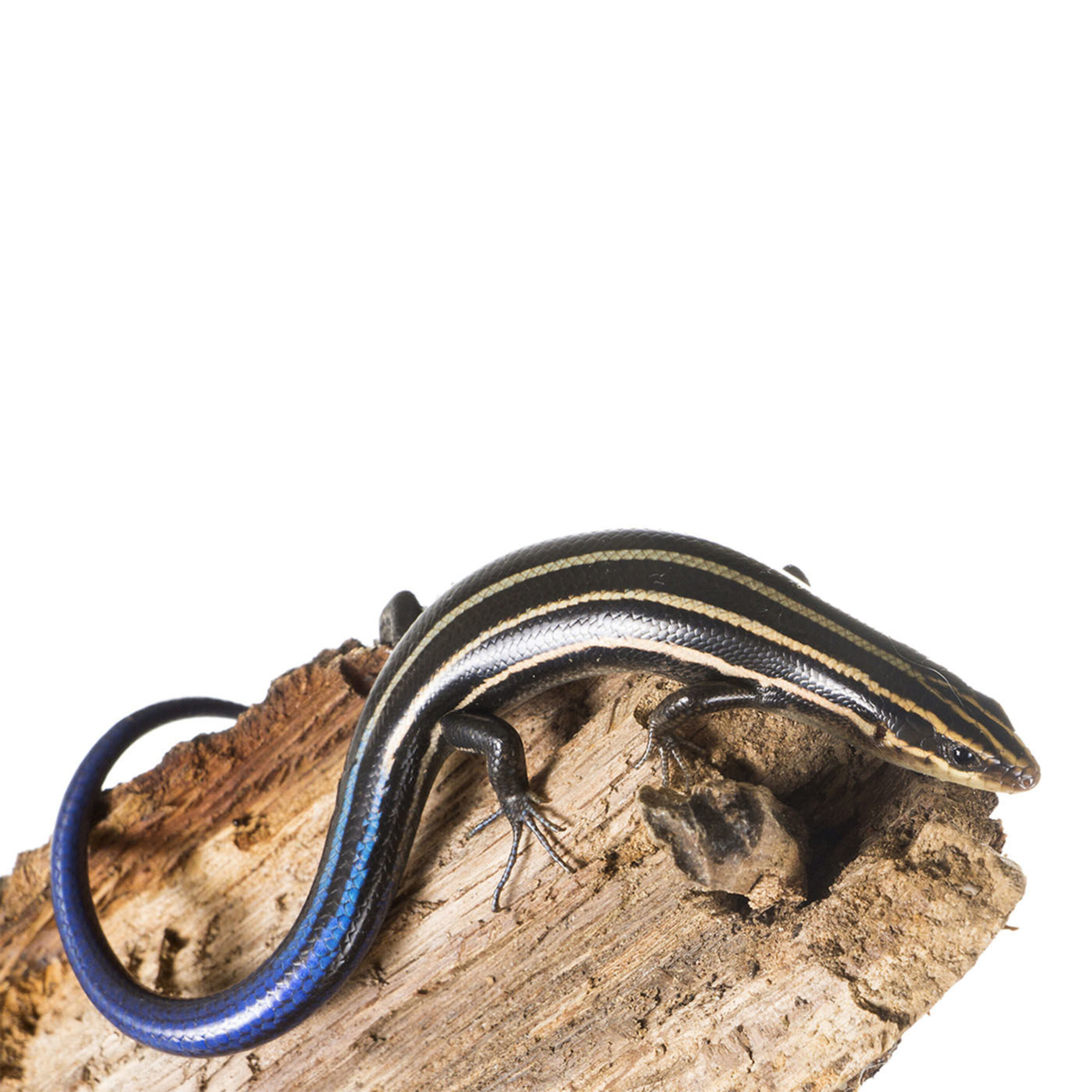 Podcast: Scoliosis development, antiracing stripes, and the dawn of the hobbits