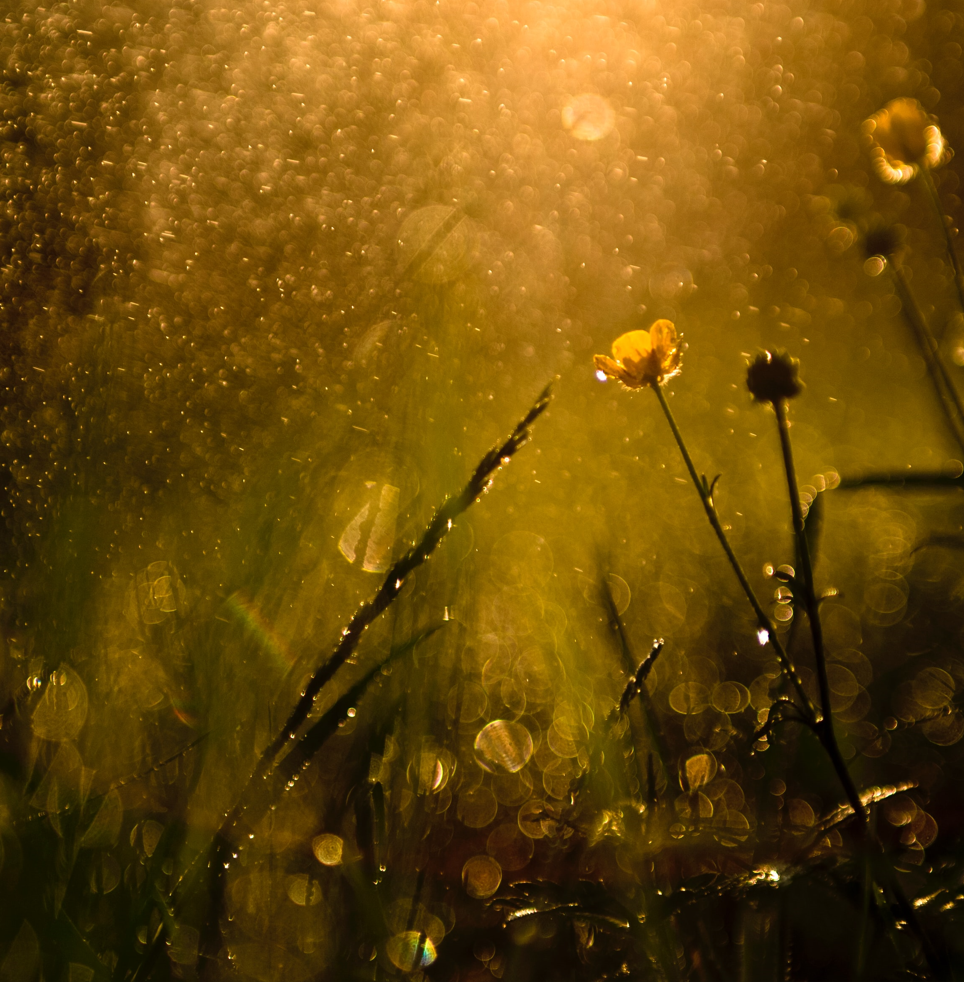 Rain Shower: 3-Hour Tranquil Rainfall Sounds for Blissful Sleepiness