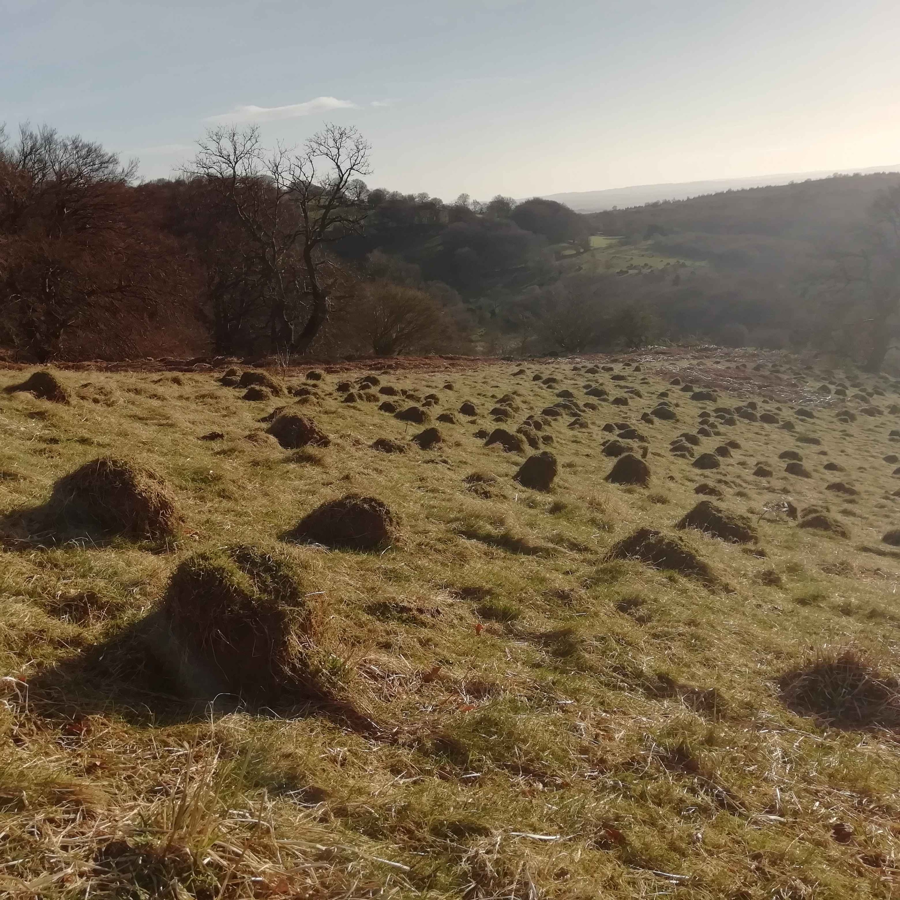 145. Celebrate the magic of early spring in a hidden valley in Wales