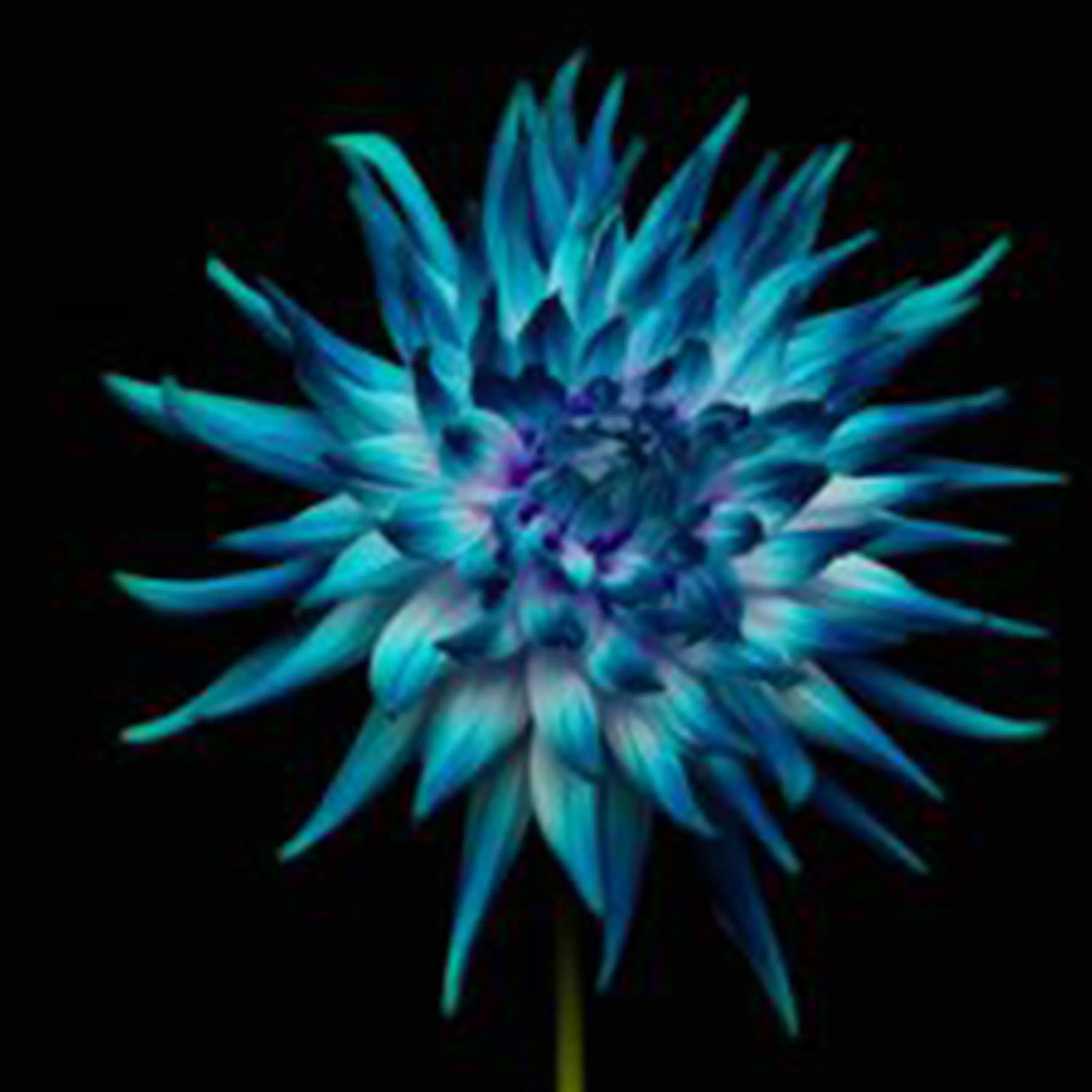 Qu’est-ce qu’un late bloomer ?