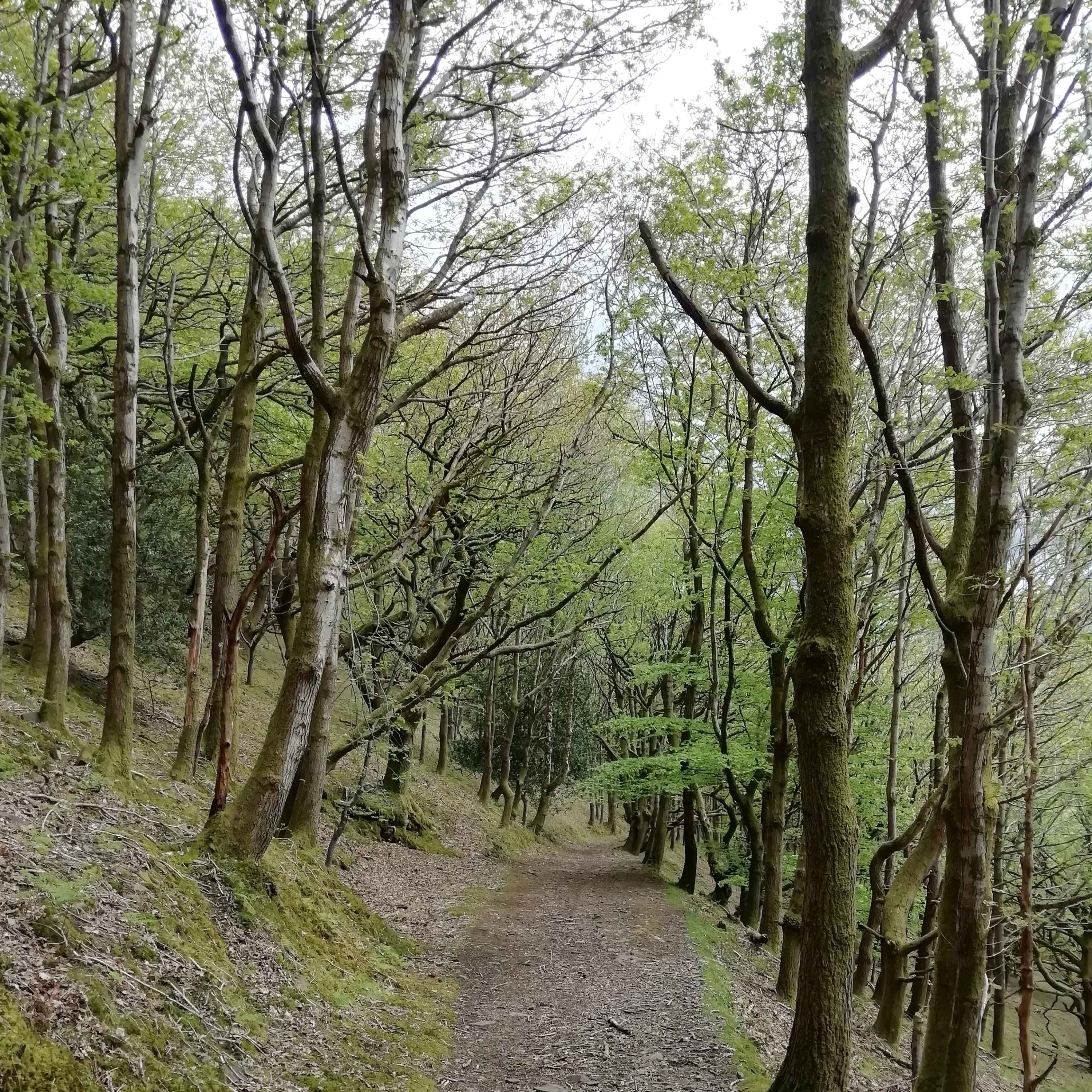 Sound Escape 61: be delighted by birdsong in a Brecon Beacons' oakwood
