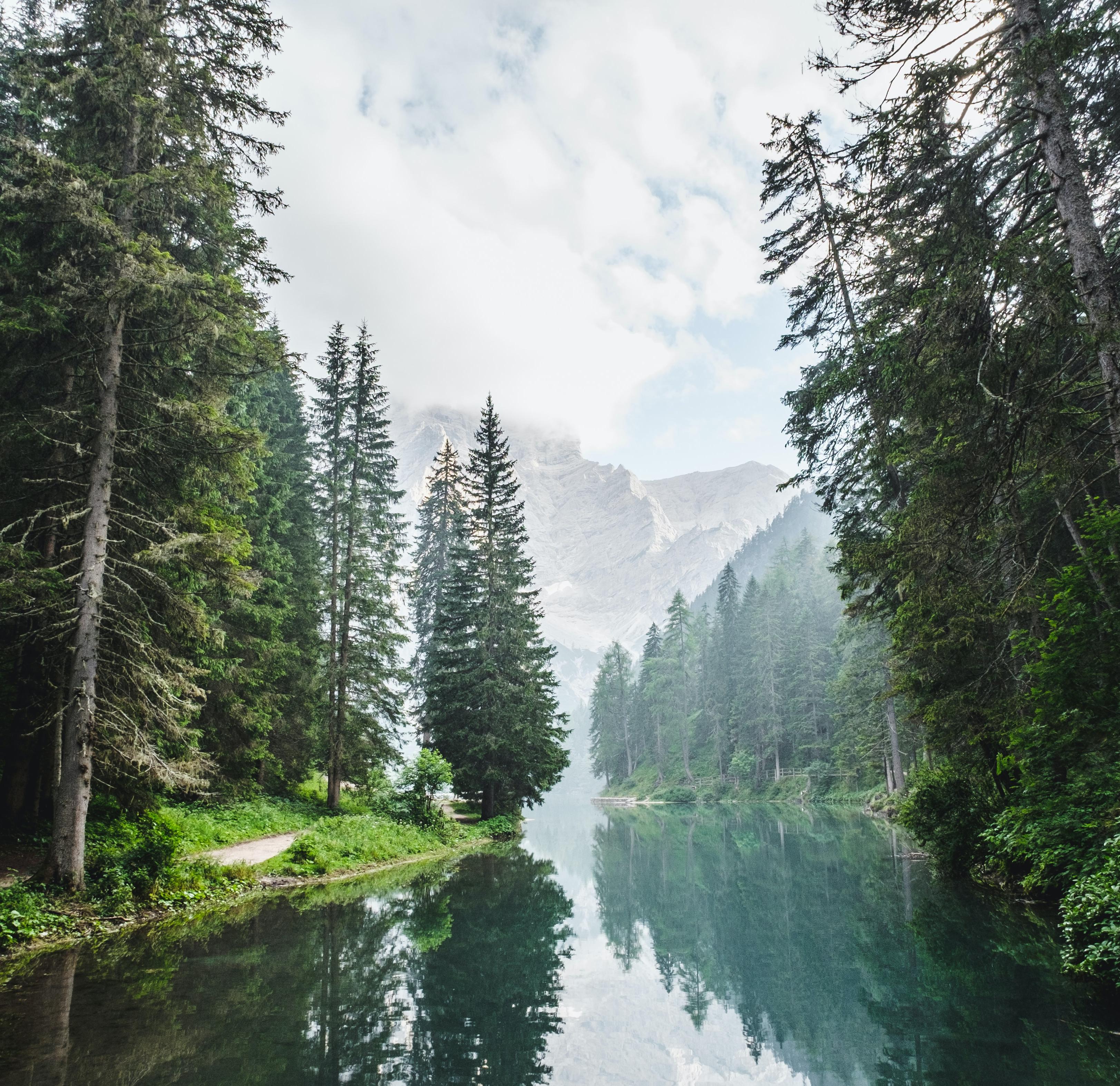 Forest Edge: 8-Hour Tranquil Woodland Soundscape for Relaxation, Studying & Sleep episode artwork