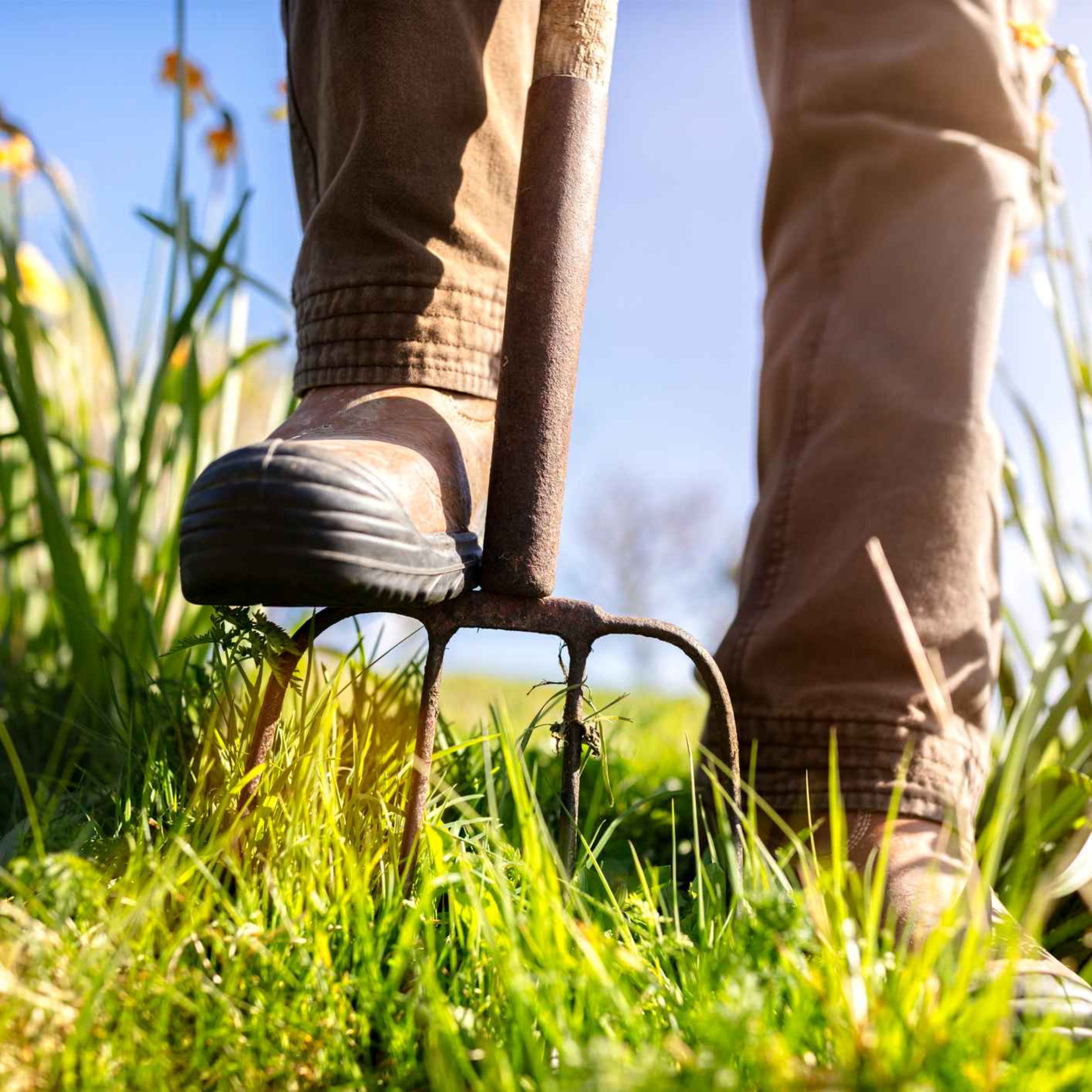Sound Escape 59: the uplifting sounds of spring on the allotment