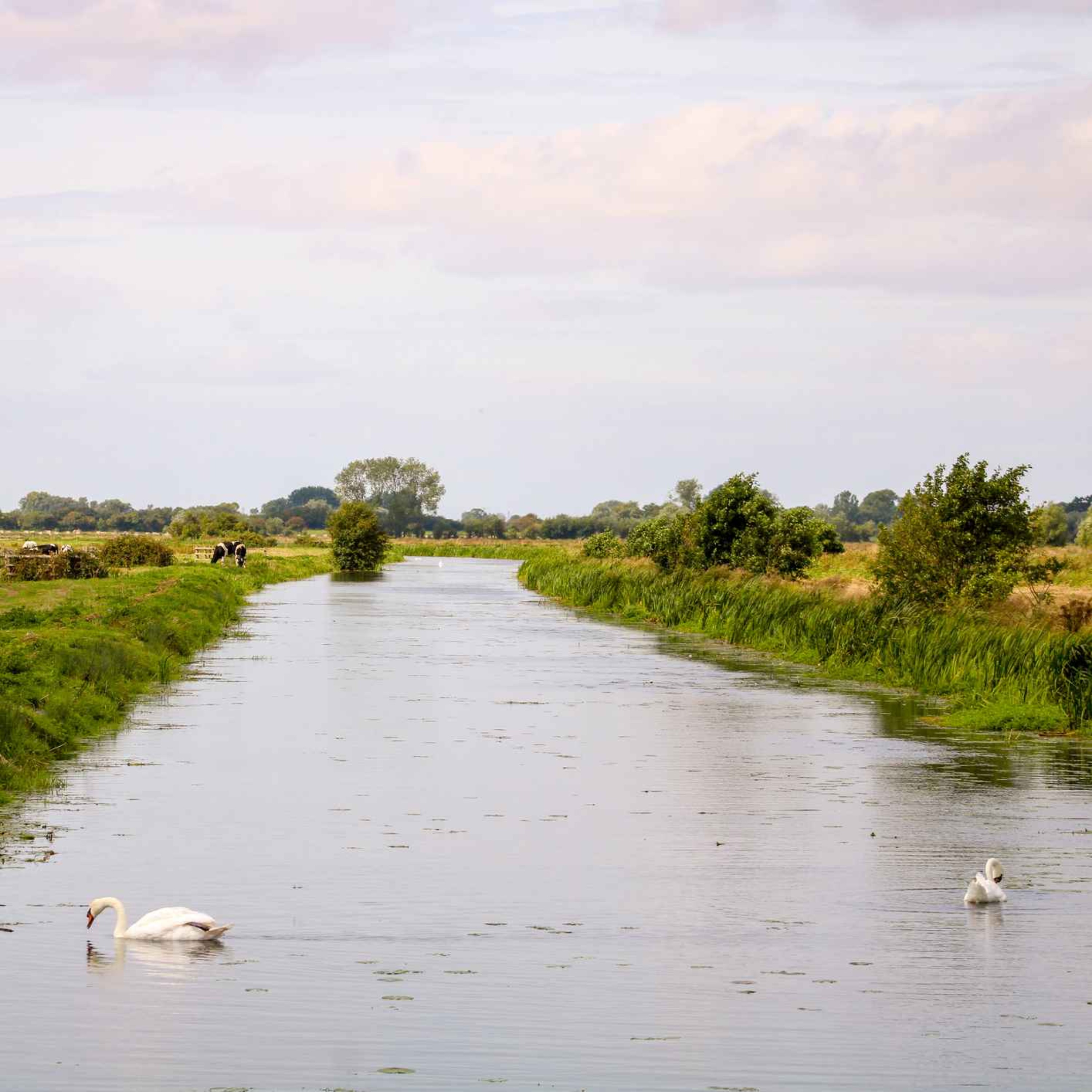 143. Tales from the riverbank part 2: we meet perch and talk pike and adders