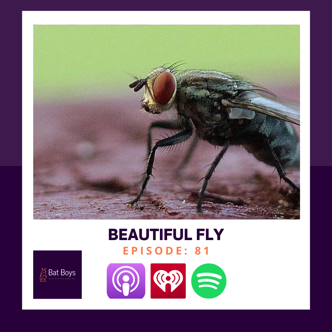 Beautiful Fly