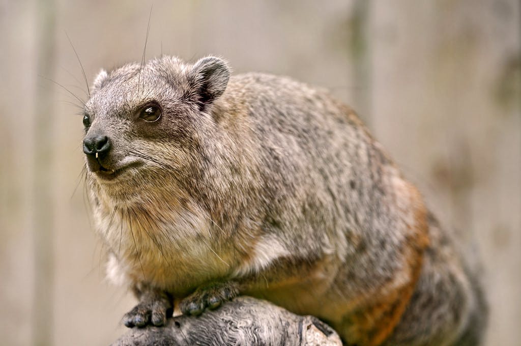 Hyrax Can Sing Hyrax Can Sing