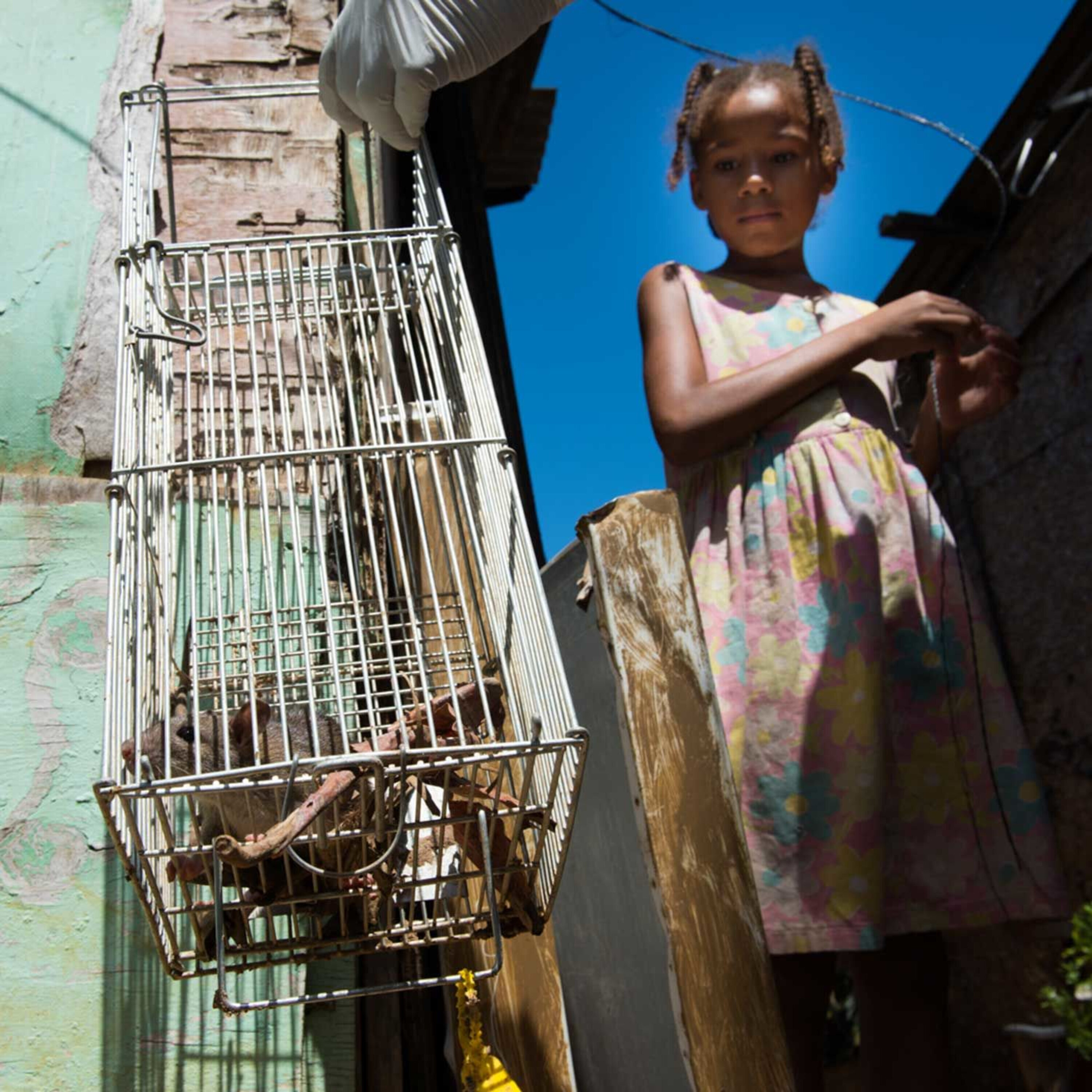 Podcast: Tracking rats in a city slum, the giraffe genome, and watching human evolution in action