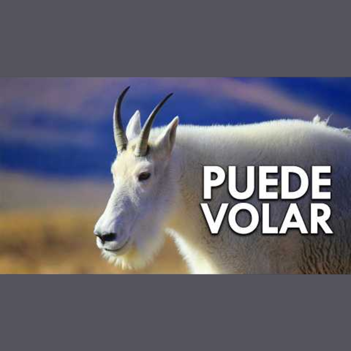 Animalogic En Español