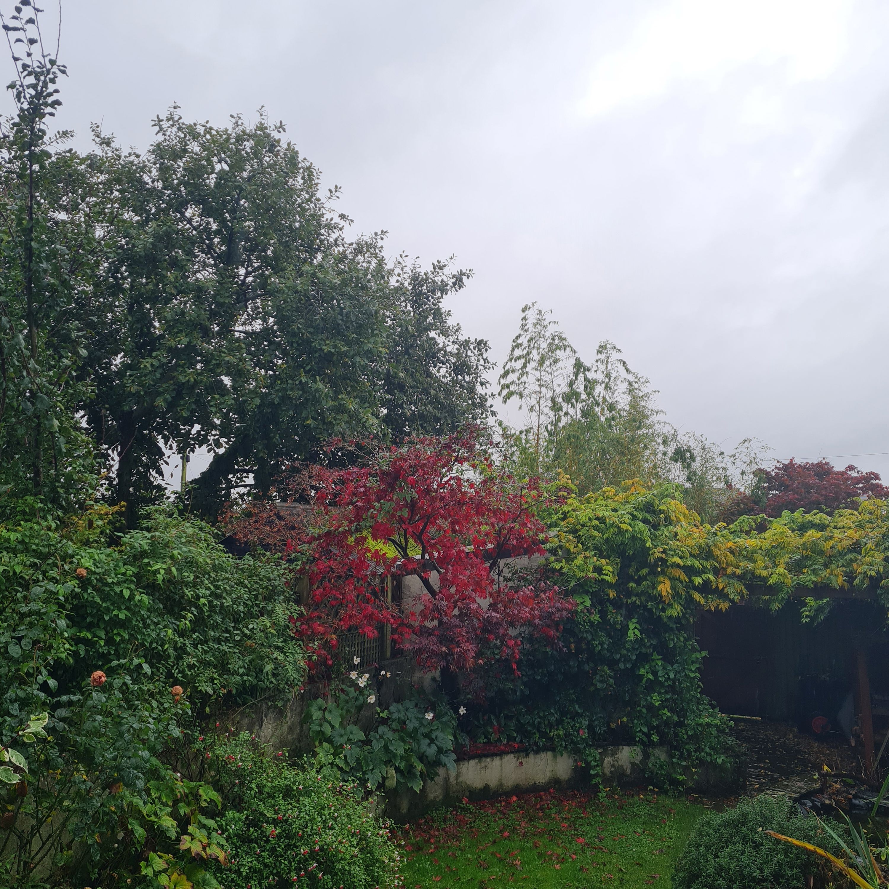 Sound Escape 194. Enjoy the beguiling patterns of rainfall in a back garden