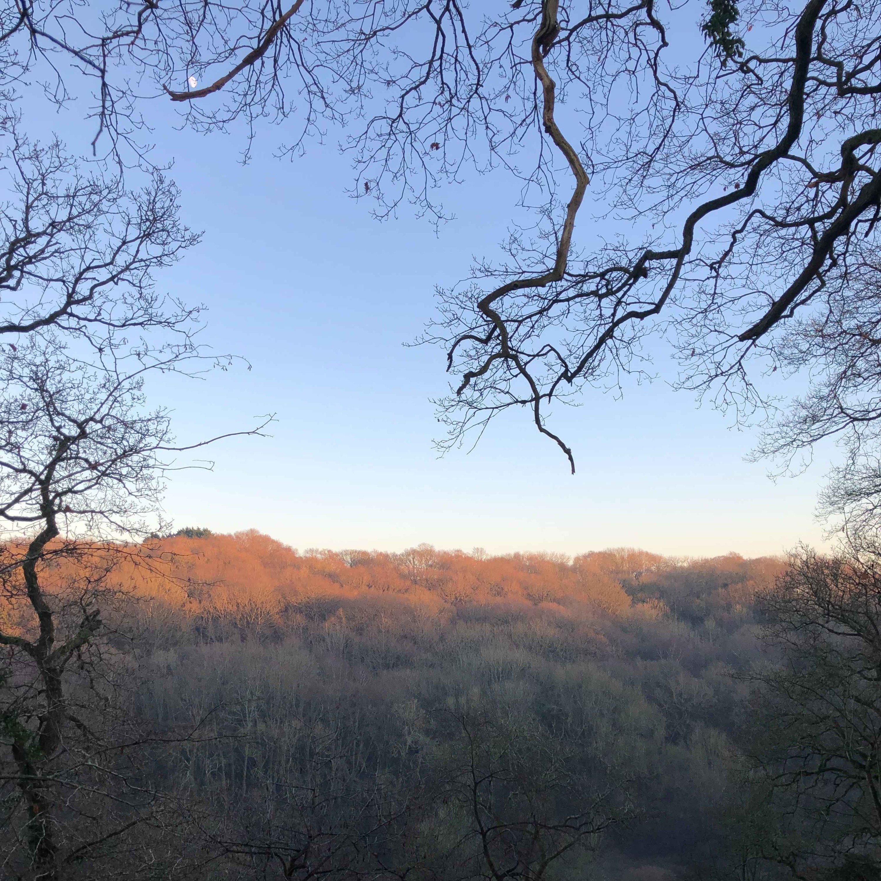 Sound Escape 55: soothing woodland birdsong and the chanting of herons