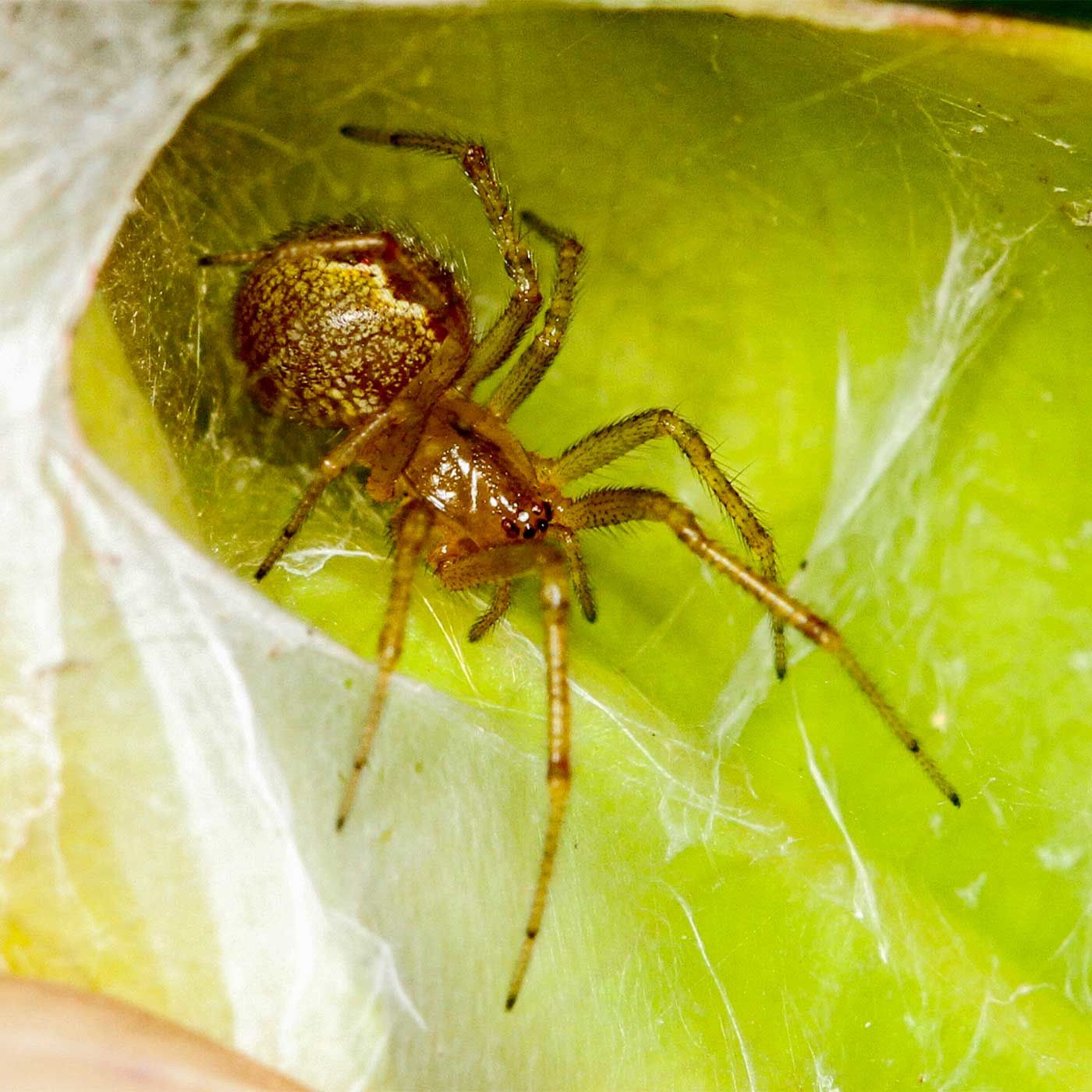 Podcast: Why animal personalities matter, killer whale sanctuaries, and the key to making fraternal twins