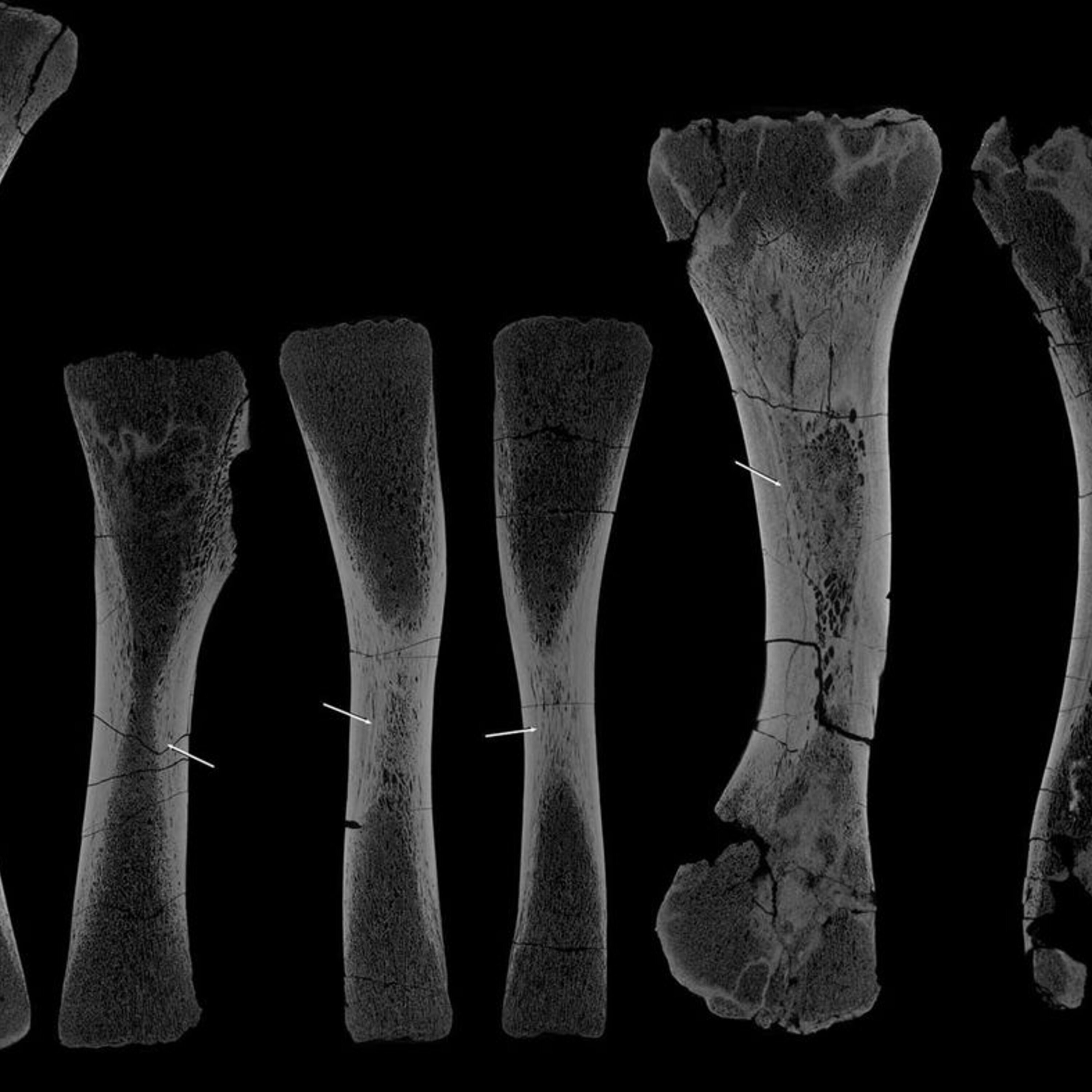 Podcast: Sizing up a baby dino, jolting dead brains, and dirty mice