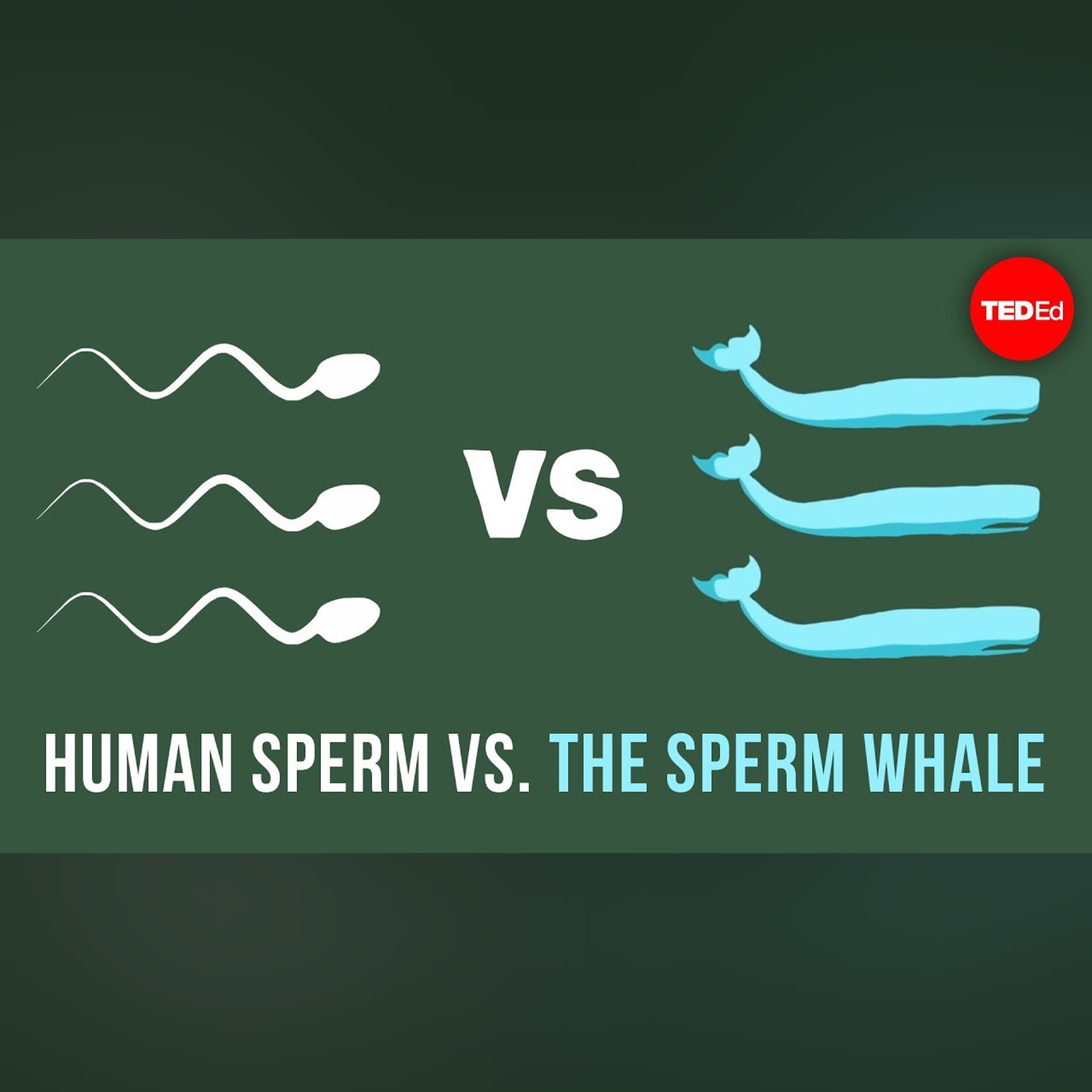 Human sperm vs. the sperm whale - Aatish Bhatia