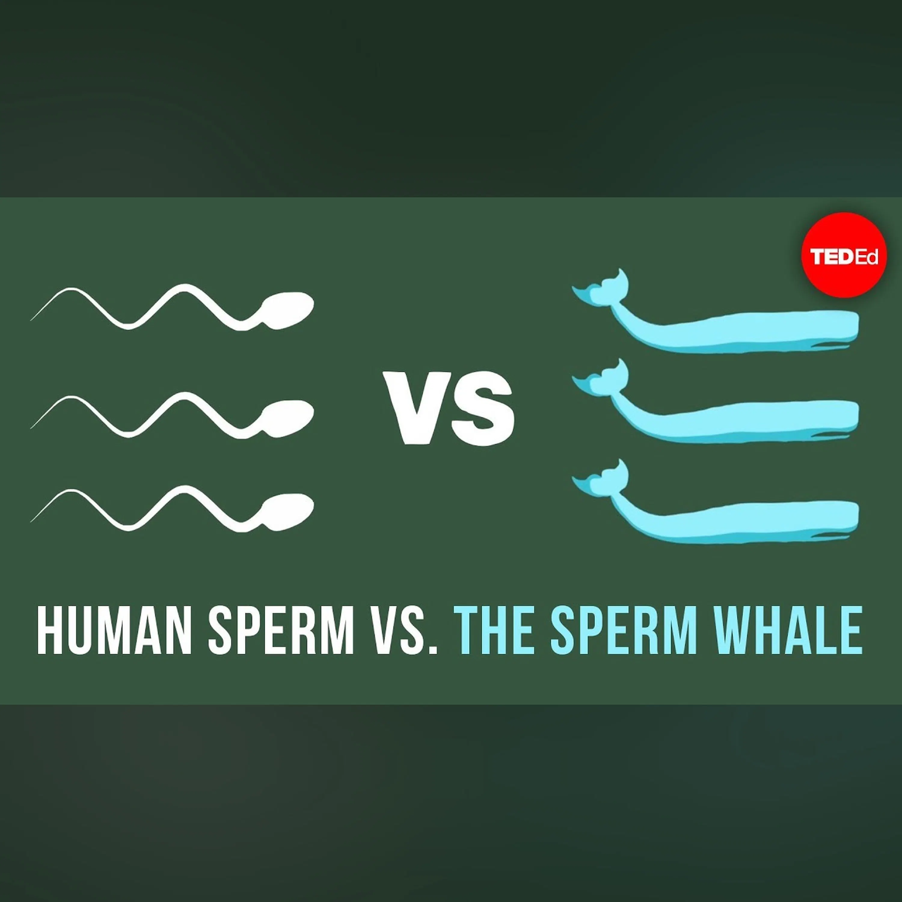 Human sperm vs. the sperm whale - Aatish Bhatia