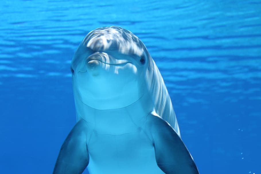 Episode 233: Blown Away by the Bottlenose Dolphin