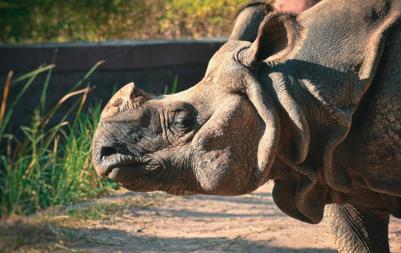 Indian Rhinos Revival