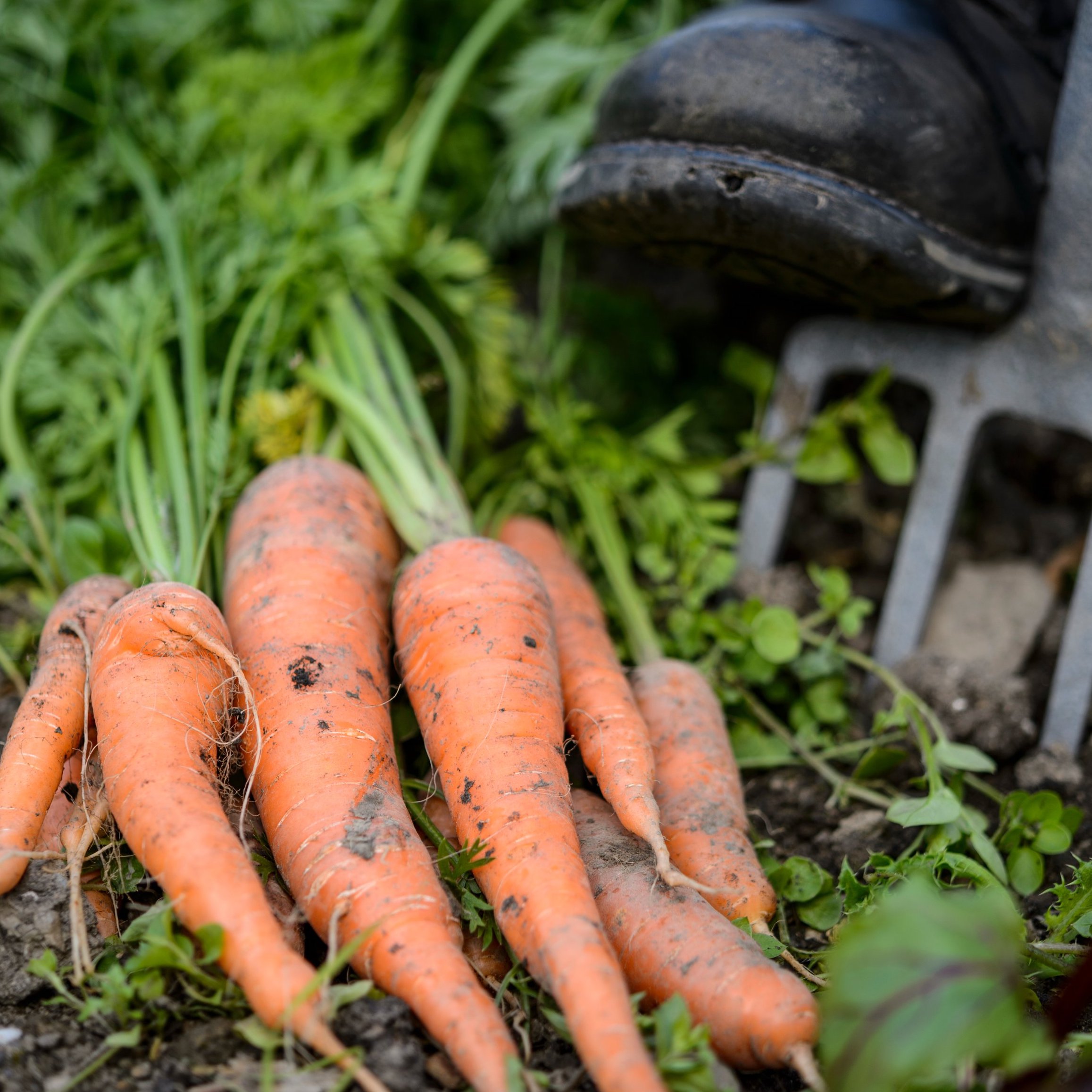Spring’s hidden heroes: comfrey, carrots, and hedgehogs