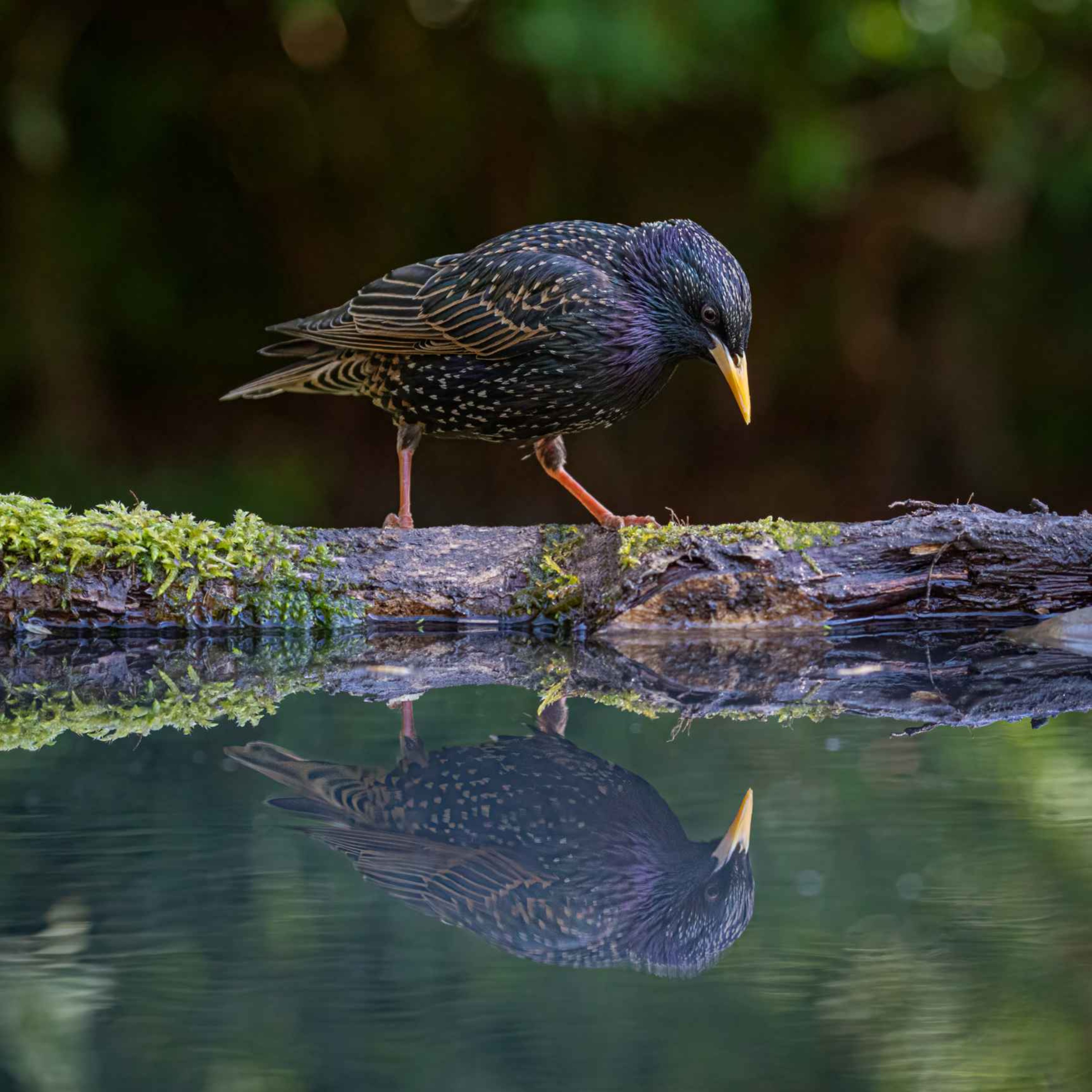 Sound Escape 51: Relax to the soft chatter of starlings on a Wiltshire dairy farm