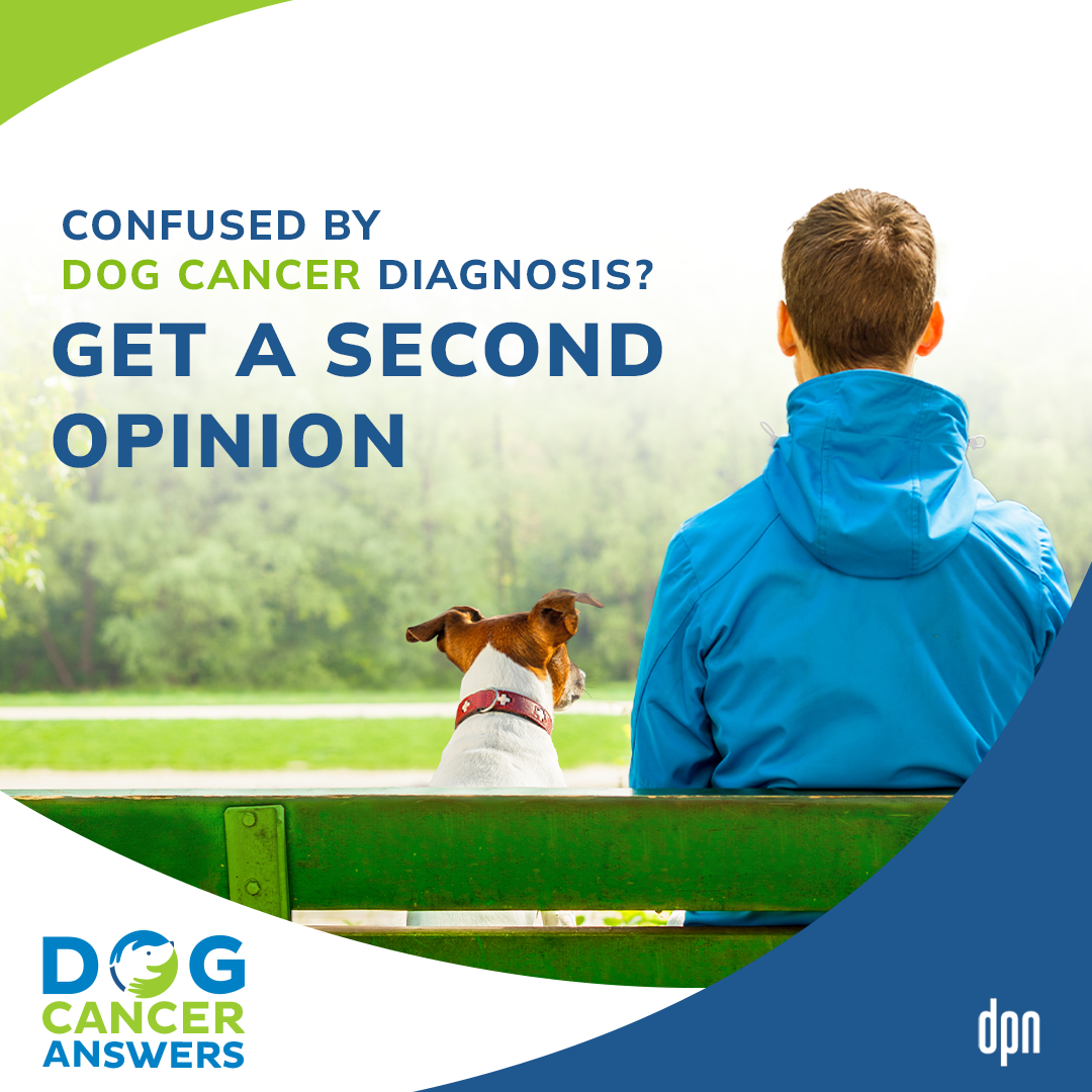 Confused by Dog Cancer Diagnosis? Get a Second Opinion | Dr. David Vail #190