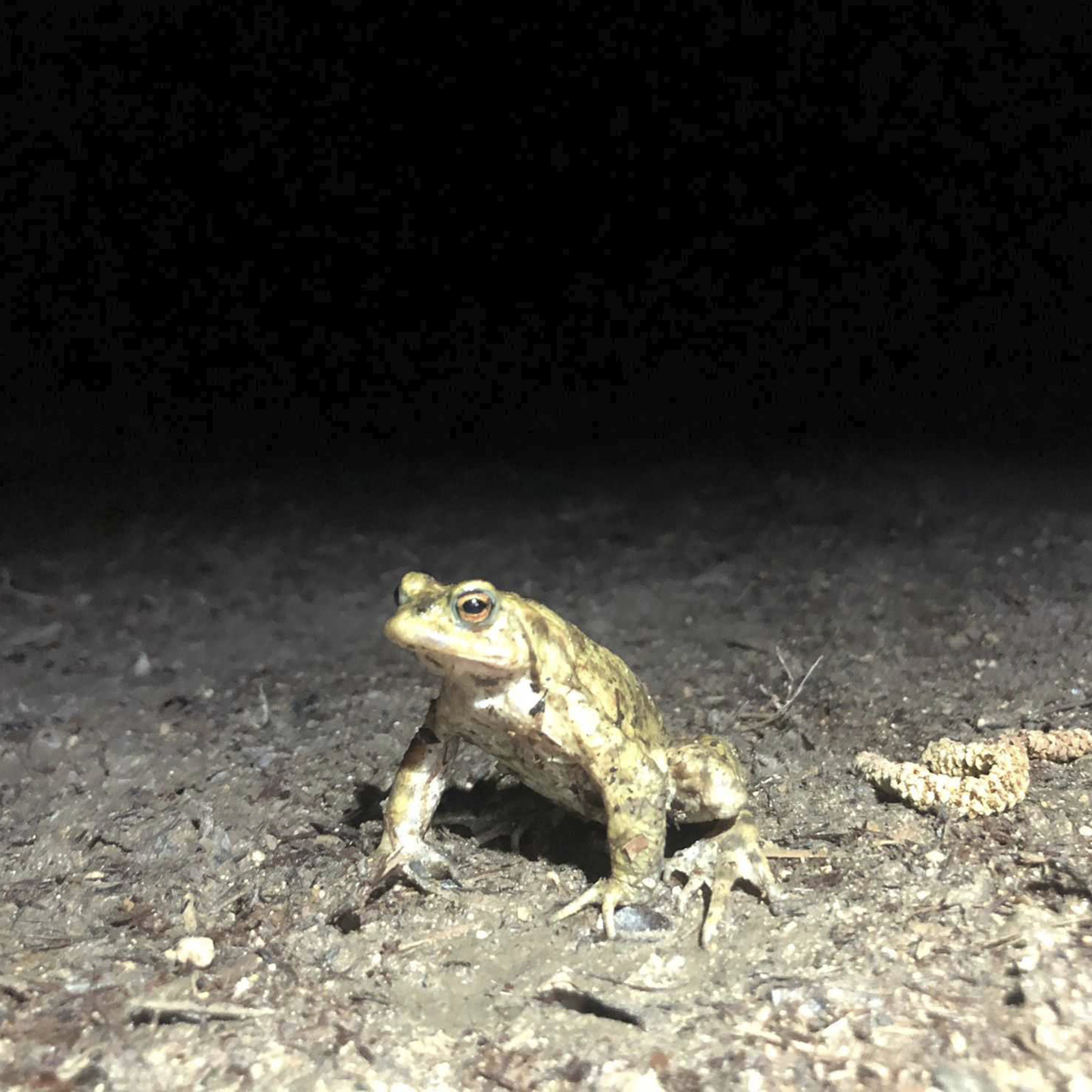 344. A thrilling night-time quest to experience the great spring toad migration