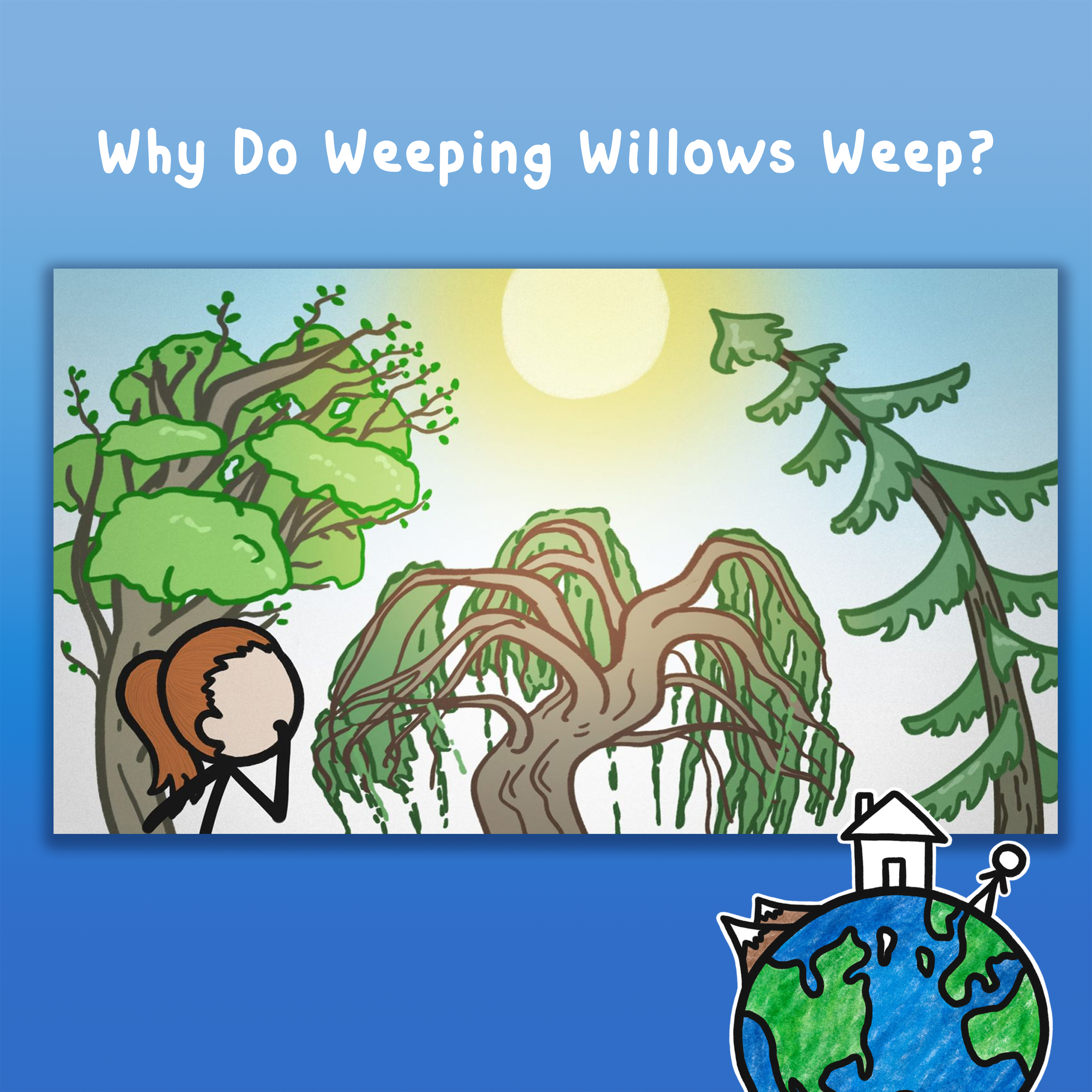 Why Do Weeping Willows Weep?