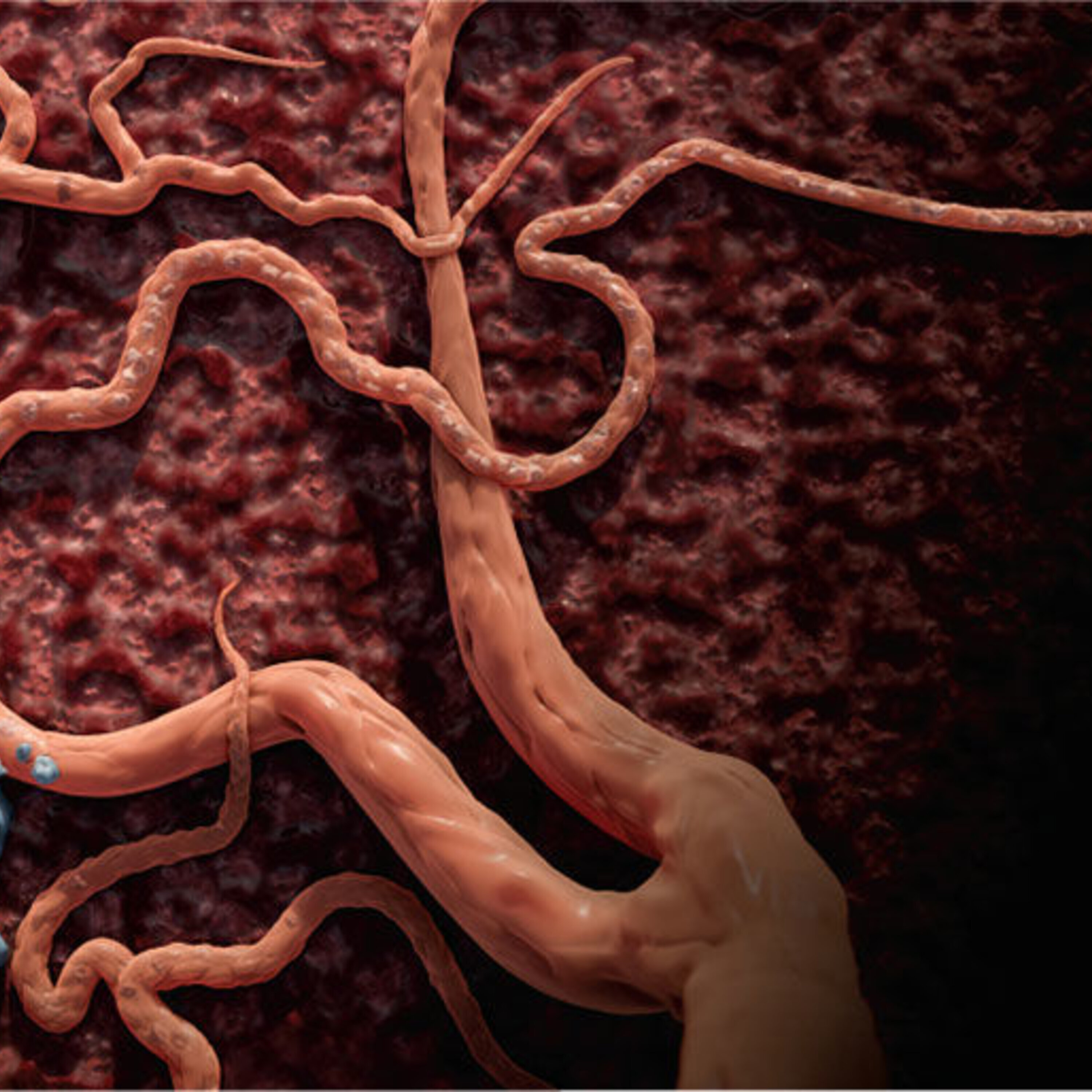 Podcast: Spreading cancer, sacrificing humans, and transplanting organs