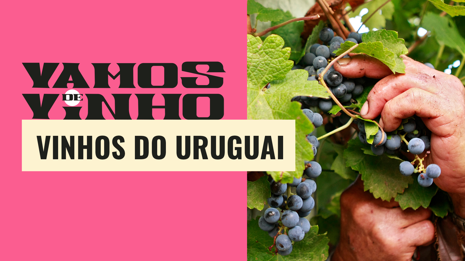 Tudo sobre vinhos do Uruguai: tannat, a uva domada pelos uruguaios e dicas de enoturismo no país episode artwork