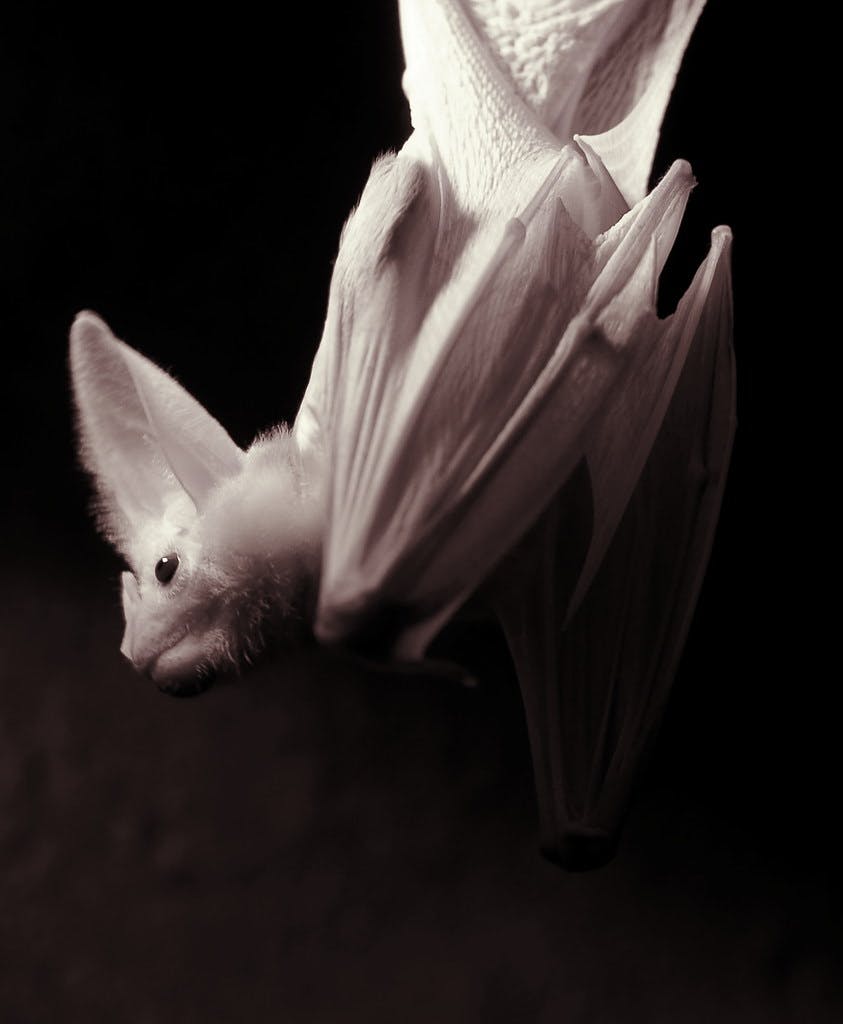 Vanishing Shadows: Australia’s Ghost Bat Vanishing Shadows: Australia’s Ghost Bat