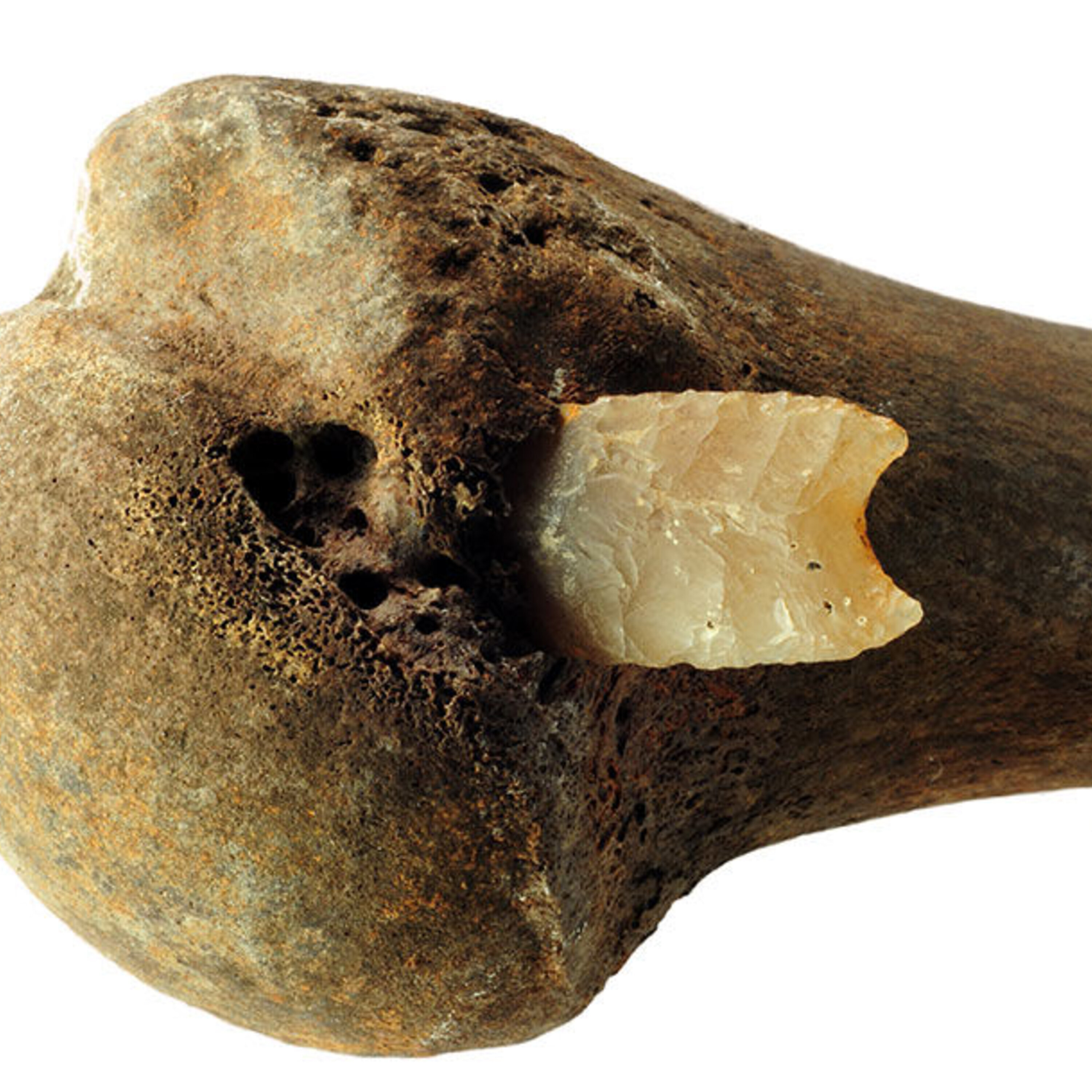 Podcast: Battling it out in the Bronze Age, letting go of orcas, and evolving silicon-based life