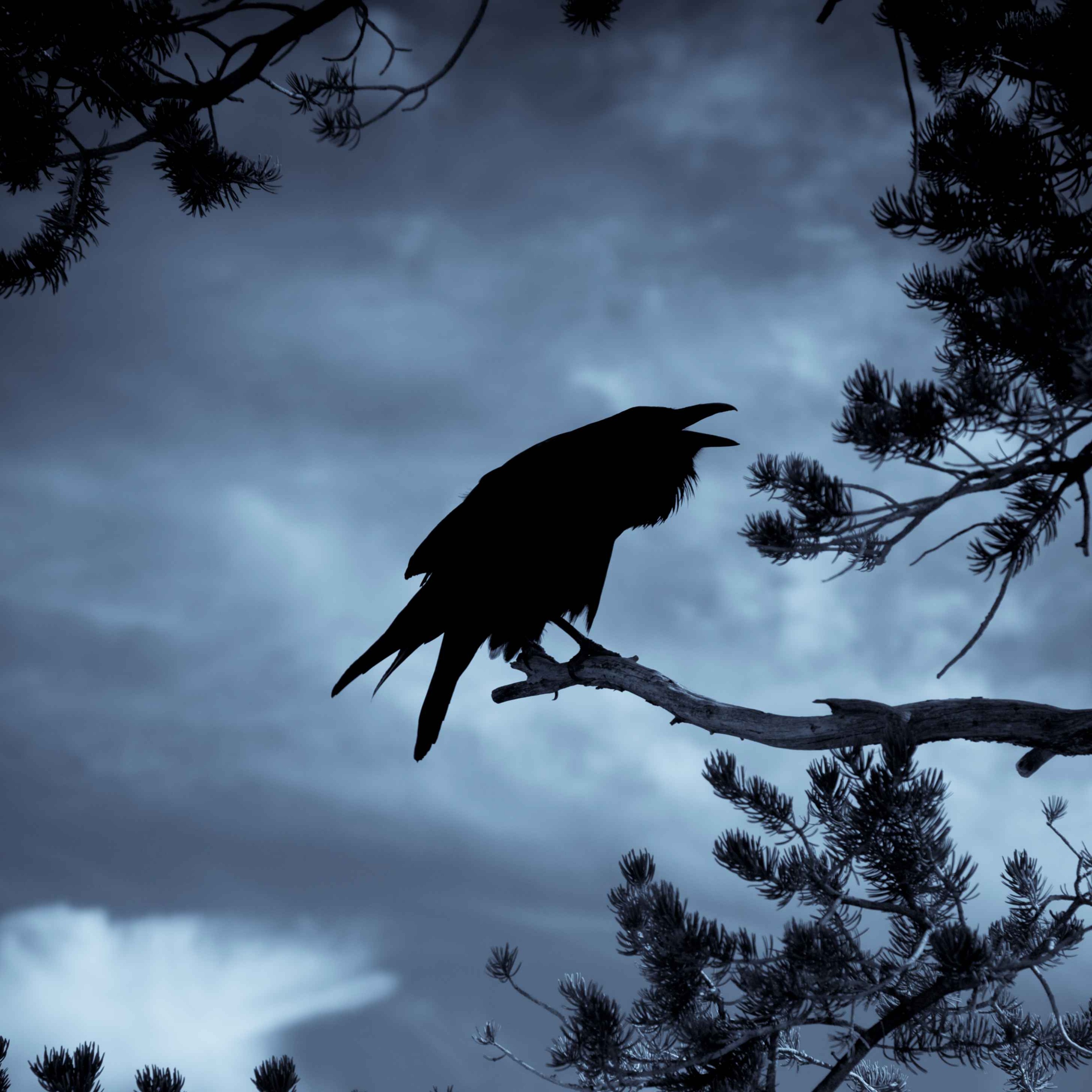 Sound Escape 48: be transported to a lowland farm where ravens kronk and cattle low