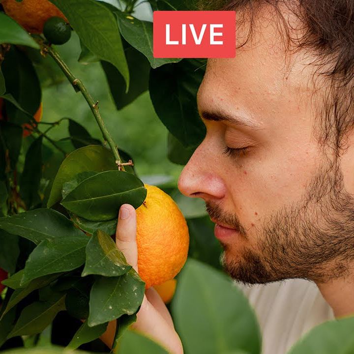 Coltivare agrumi resistenti al freddo. È possibile! Con Leonardo Fusi