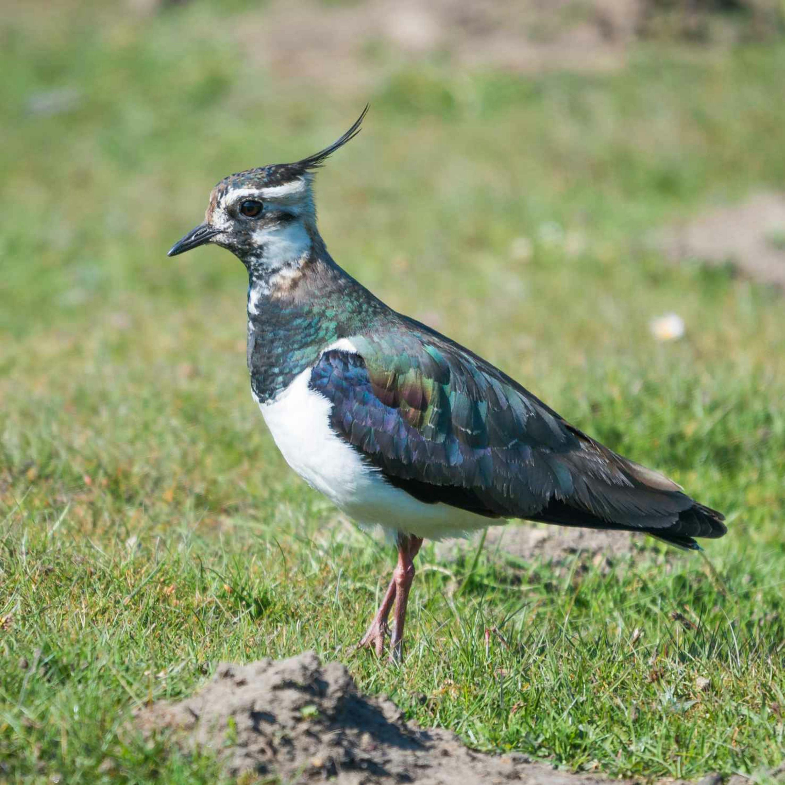 Sound Escape 45: the soothing calls of roosting lapwings on a coastal lagoon in Somerset