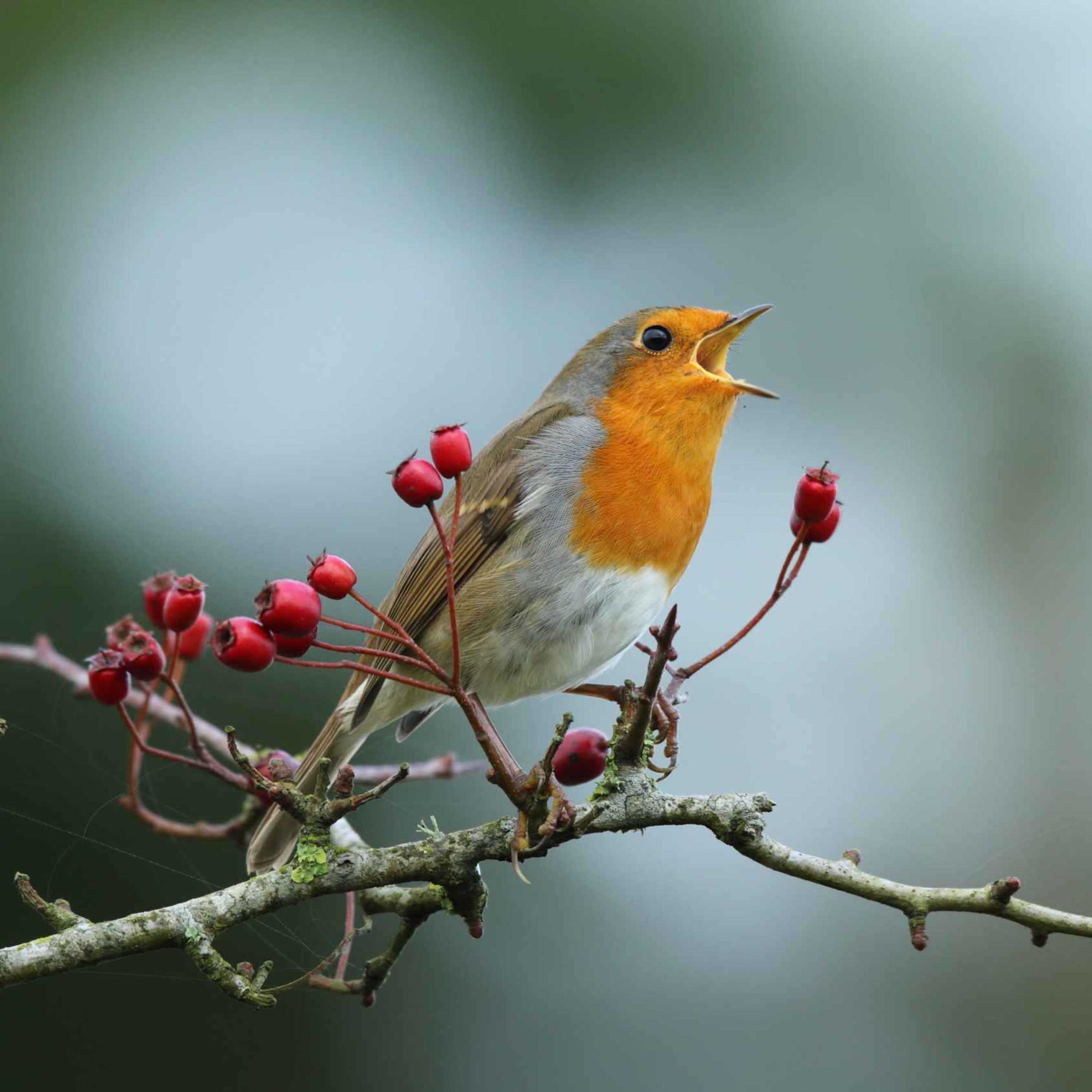 Sound Escape 44: the delightful song of a robin at dawn on Christmas Eve