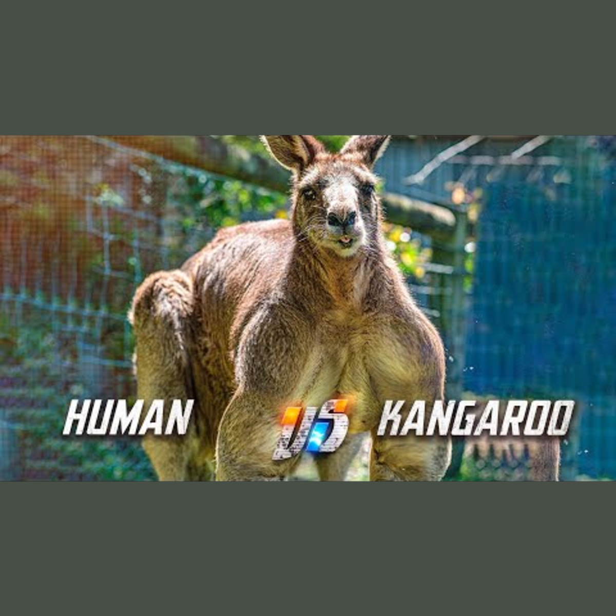 Can You Box a Kangaroo? episode artwork