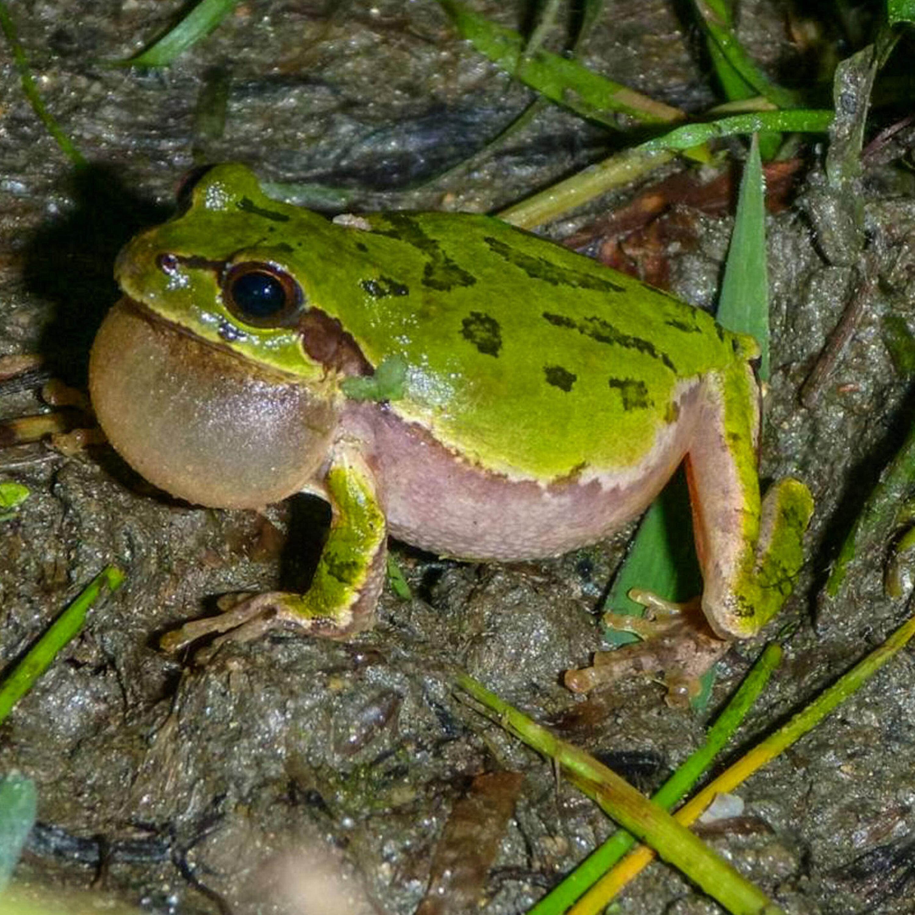 Podcast: Glowing robot skin, zombie frogs, and viral fossils in our DNA