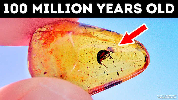 Trapped in Time: The Strangest Amber Fossils Ever Discovered
