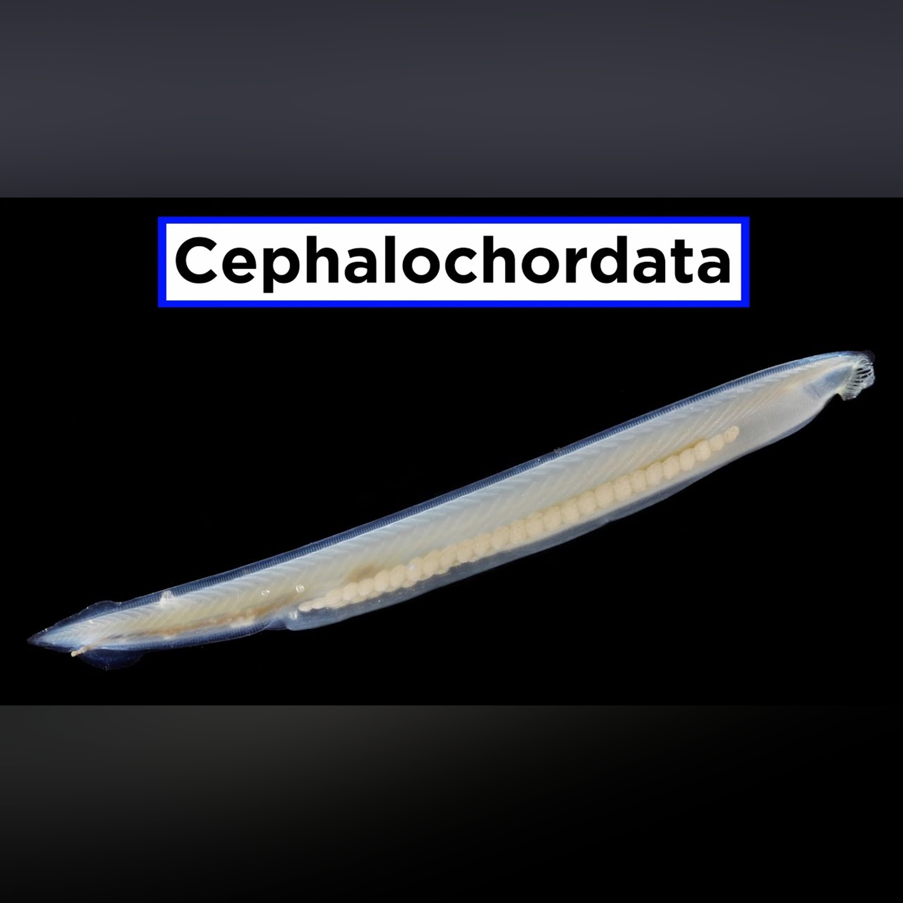 Invertebrate Chordates Part 1: Subphylum Cephalochordata (Lancelets)