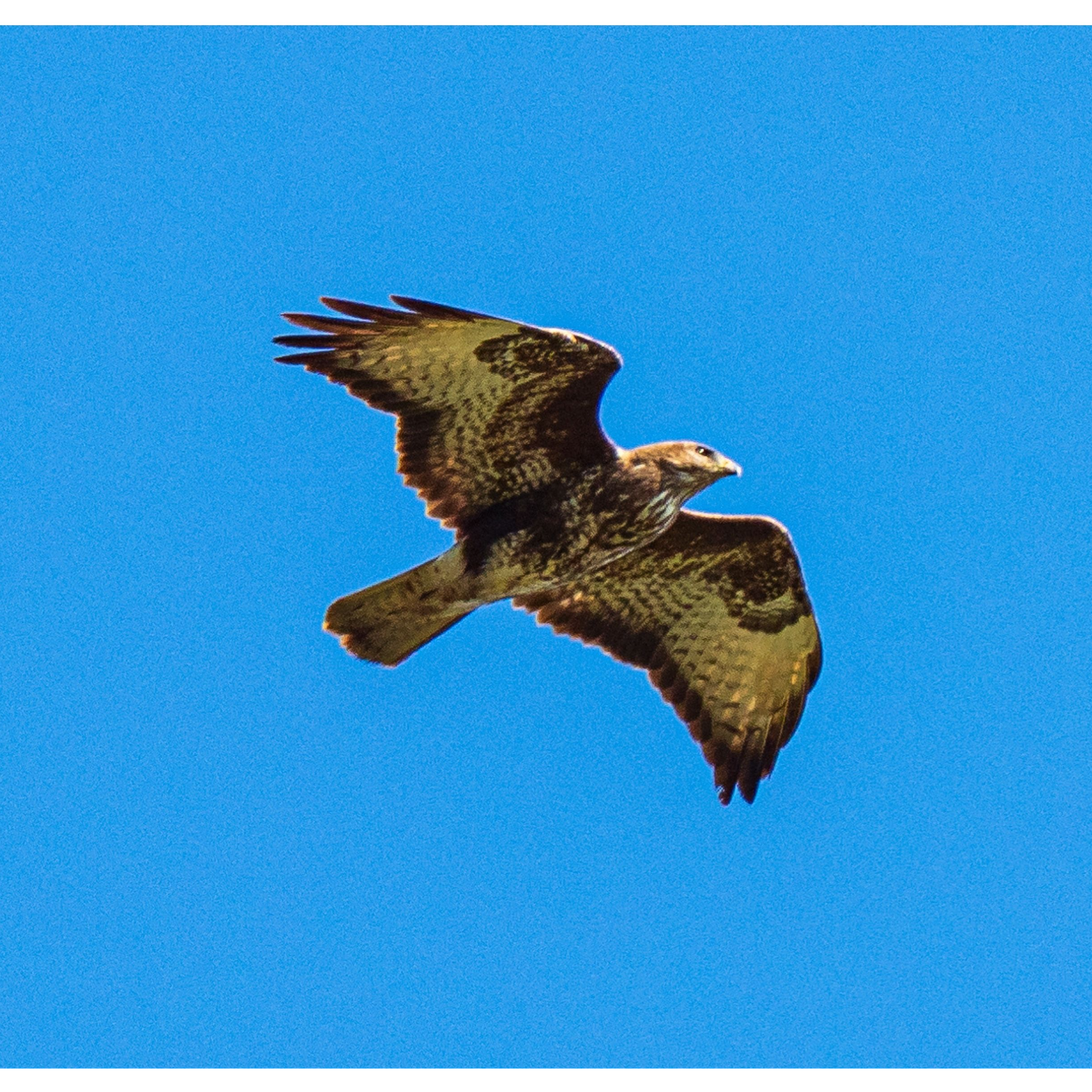 Sound Escape 42: be gently charmed by mewing buzzards in a forgotten valley