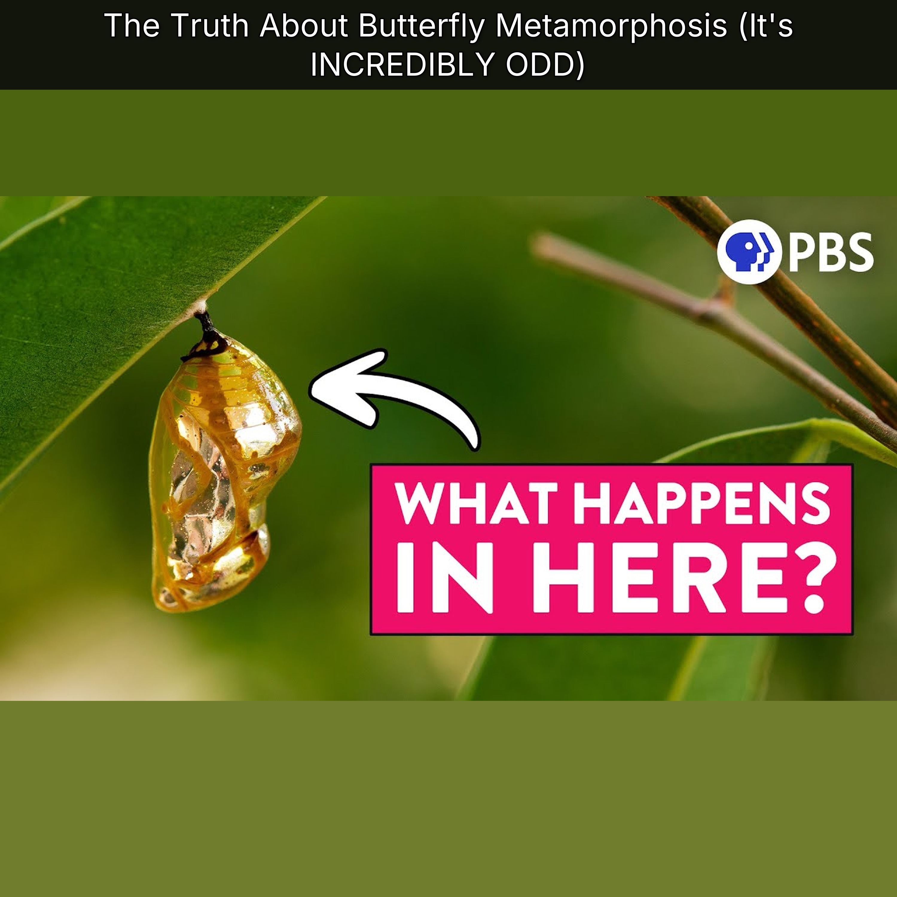 The Truth About Butterfly Metamorphosis (It's INCREDIBLY ODD) episode artwork
