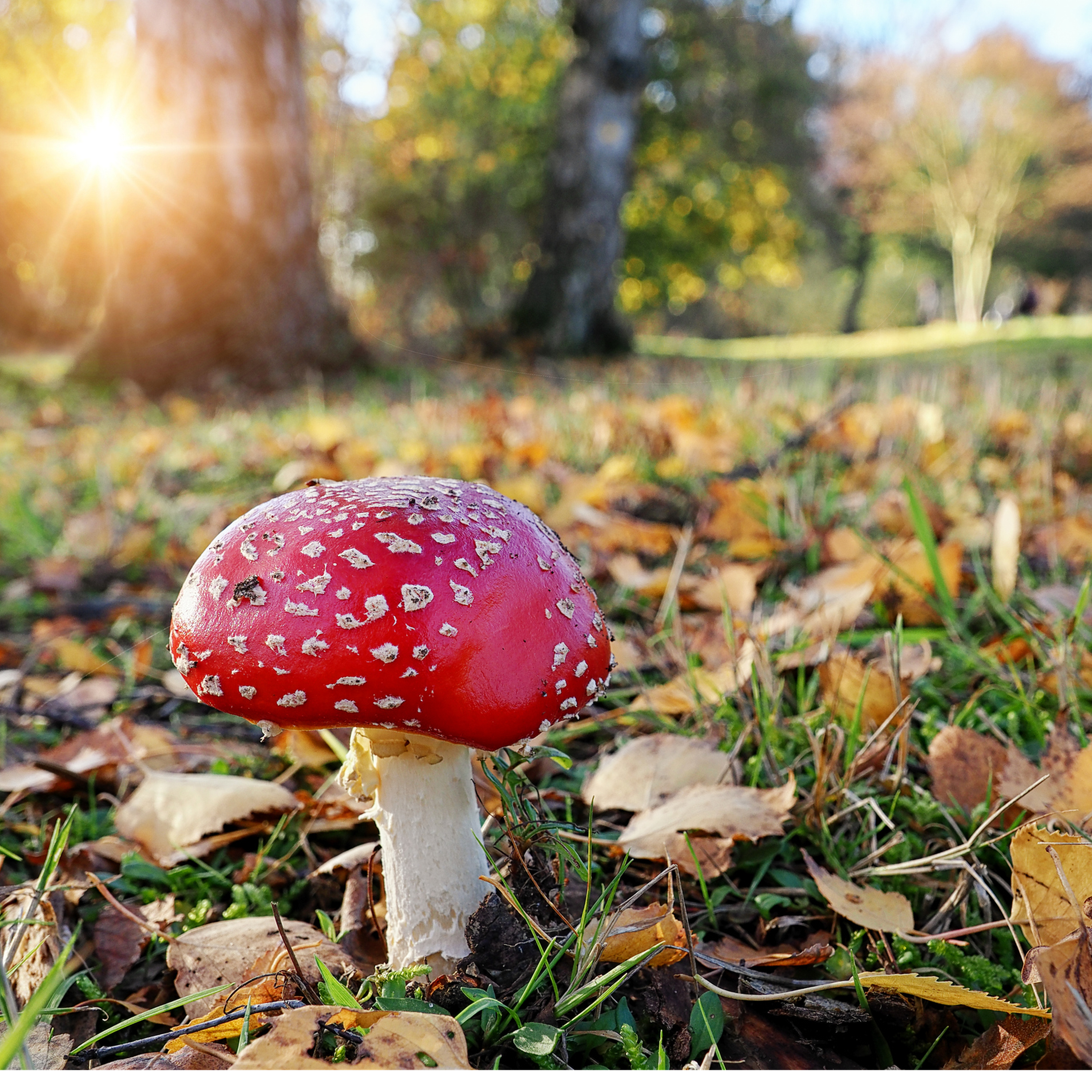 127. Foraging for fungi and other mysteries in Dorset with John Wright